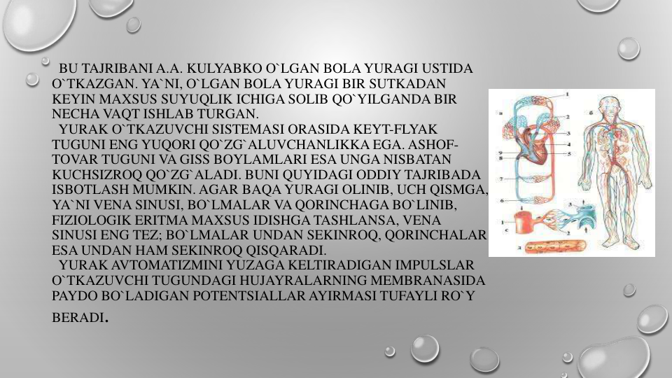 BU TAJRIBANI A.A. KULYABKO O`LGAN BOLA YURAGI USTIDA
O`TKAZGAN. YA`NI, O`LGAN BOLA YURAGI BIR SUTKADAN
KEYIN MAXSUS SUYUQLIK ICHIGA SOLIB QO`YILGANDA BIR
NECHA VAQT ISHLAB TURGAN.
YURAK O`TKAZUVCHI SISTEMASI ORASIDA KEYT-FLYAK
TUGUNI ENG YUQORI QO`ZG`ALUVCHANLIKKA EGA. ASHOF-
TOVAR TUGUNI VA GISS BOYLAMLARI ESA UNGA NISBATAN
KUCHSIZROQ QO`ZG`ALADI. BUNI QUYIDAGI ODDIY TAJRIBADA
ISBOTLASH MUMKIN. AGAR BAQA YURAGI OLINIB, UCH QISMGA, 
YA`NI VENA SINUSI, BO`LMALAR VA QORINCHAGA BO`LINIB, 
FIZIOLOGIK ERITMA MAXSUS IDISHGA TASHLANSA, VENA 
SINUSI ENG TEZ; BO`LMALAR UNDAN SEKINROQ, QORINCHALAR
ESA UNDAN HAM SEKINROQ QISQARADI.
YURAK AVTOMATIZMINI YUZAGA KELTIRADIGAN IMPULSLAR
O`TKAZUVCHI TUGUNDAGI HUJAYRALARNING MEMBRANASIDA
PAYDO BO`LADIGAN POTENTSIALLAR AYIRMASI TUFAYLI RO`Y
BERADI.
