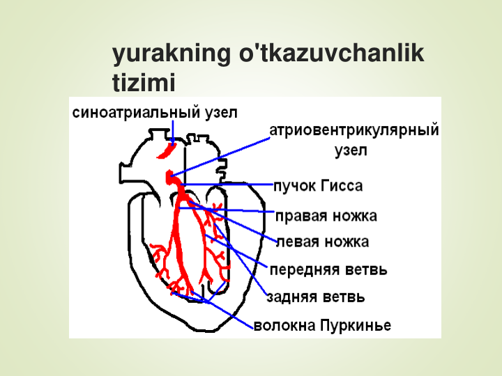 yurakning o'tkazuvchanlik 
tizimi
