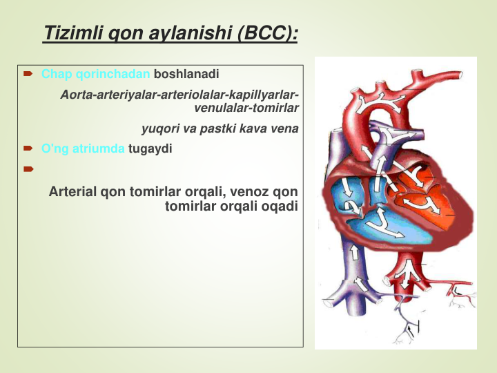 Tizimli qon aylanishi (BCC):
Chap qorinchadan boshlanadi
Aorta-arteriyalar-arteriolalar-kapillyarlar-
venulalar-tomirlar
yuqori va pastki kava vena
O'ng atriumda tugaydi

Arterial qon tomirlar orqali, venoz qon 
tomirlar orqali oqadi
