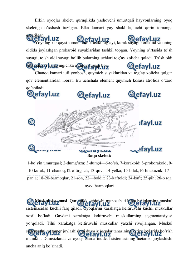  
 
Erkin oyoqlar skeleti quruqlikda yashovchi umurtqali hayvonlarning oyoq 
skeletiga o’xshash tuzilgan. Elka kamari yoy shaklida, uchi qorin tomonga 
qaratilgan.  
Yoyning xar qaysi tomoni kurak ustki tog’ayi, kurak suyagi korakoid va uning 
oldida joylashgan prokaroid suyaklaridan tashkil topgan. Yoyning o’rtasida to’sh 
suyagi, to’sh oldi suyagi bo’lib bularning uchlari tog’ay xolicha qoladi. To’sh oldi 
va kurak o’rtasida ingichka o’mrov suyagi bor.  
Chanoq kamari juft yonbosh, quymich suyaklaridan va tog’ay xolicha qolgan 
qov elementlaridan iborat. Bu uchchala element quymich kosasi atrofida o’zaro 
qo’shiladi.  
 
 
Baqa skeleti: 
 1-bo’yin umurtqasi; 2-dumg’aza; 3-dum;4—6-to’sh, 7-korakoid; 8-prokorakoid; 9-
10-kurak; 11-chanoq; l2-o’tirg:ich; 13-qov;  14-yelka; 15-bilak;16-biiakuzuk; 17-
panja; 18-20-barmoqlar; 21-son, 22—boldir; 23-kaftoldi; 24-kaft; 25-pih; 26-o rqa 
oyoq barmoqlari 
 
Muskul sistemasi. Quruqlikka chiqishi munosabati bilan baliqlarning muskul 
sistemasidan kuchli farq qiladi. Oyoqlarini xarakatga keltiruvchi kuchli muskullar 
xosil bo’ladi. Gavdani xarakatga keltiruvchi muskullarning segmentatsiyasi 
yo’qoladi. Tilni xarakatga keltiruvchi muskullar yaxshi rivojlangan. Muskul 
sistemasini metamer joylashishini dumsiz baqalar tanasining ayrim joylarida ko’rish 
mumkin. Dumsizlarda va oyoqsizlarda muskul sistemasining metamer joylashishi 
ancha aniq ko’rinadi.  
