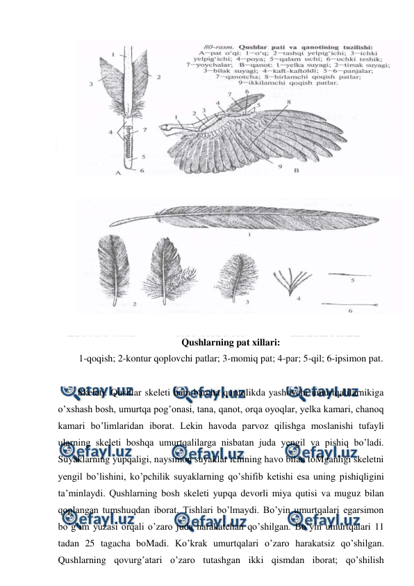  
 
 
 
 
 
Qushlarning pat xillari: 
1-qoqish; 2-kontur qoplovchi patlar; 3-momiq pat; 4-par; 5-qil; 6-ipsimon pat. 
 
Skeleti. Qushlar skeleti ham barcha quruqlikda yashovchi umurtqalilarnikiga 
o’xshash bosh, umurtqa pog’onasi, tana, qanot, orqa oyoqlar, yelka kamari, chanoq 
kamari bo’limlaridan iborat. Lekin havoda parvoz qilishga moslanishi tufayli 
ularning skeleti boshqa umurtqalilarga nisbatan juda yengil va pishiq bo’ladi. 
Suyaklarning yupqaligi, naysimon suyaklar ichining havo bilan toMganligi skeletni 
yengil bo’lishini, ko’pchilik suyaklarning qo’shifib ketishi esa uning pishiqligini 
ta’minlaydi. Qushlarning bosh skeleti yupqa devorli miya qutisi va muguz bilan 
qoplangan tumshuqdan iborat. Tishlari bo’lmaydi. Bo’yin umurtqalari egarsimon 
bo’g’im yuzasi orqali o’zaro juda harakatchan qo’shilgan. Bo’yin umurtqalari 11 
tadan 25 tagacha boMadi. Ko’krak umurtqalari o’zaro harakatsiz qo’shilgan. 
Qushlarning qovurg’atari o’zaro tutashgan ikki qismdan iborat; qo’shilish 
