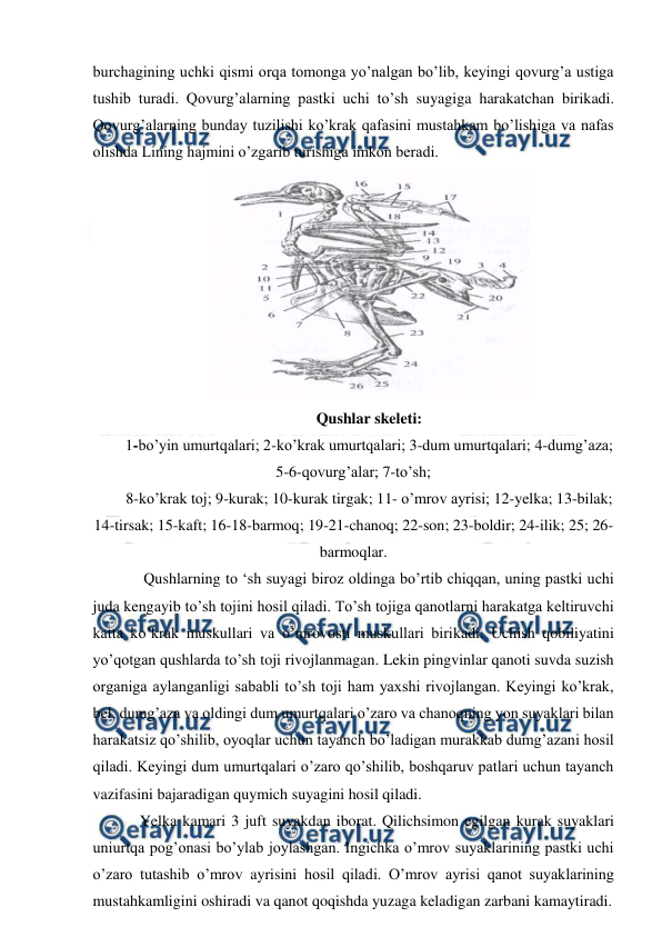  
 
burchagining uchki qismi orqa tomonga yo’nalgan bo’lib, keyingi qovurg’a ustiga 
tushib turadi. Qovurg’alarning pastki uchi to’sh suyagiga harakatchan birikadi. 
Qovurg’alarning bunday tuzilishi ko’krak qafasini mustahkam bo’lishiga va nafas 
olishda Lining hajmini o’zgarib turishiga imkon beradi. 
 
Qushlar skeleti: 
1-bo’yin umurtqalari; 2-ko’krak umurtqalari; 3-dum umurtqalari; 4-dumg’aza; 
5-6-qovurg’alar; 7-to’sh;  
8-ko’krak toj; 9-kurak; 10-kurak tirgak; 11- o’mrov ayrisi; 12-yelka; 13-bilak; 
14-tirsak; 15-kaft; 16-18-barmoq; 19-21-chanoq; 22-son; 23-boldir; 24-ilik; 25; 26-
barmoqlar. 
     Qushlarning to ‘sh suyagi biroz oldinga bo’rtib chiqqan, uning pastki uchi 
juda kengayib to’sh tojini hosil qiladi. To’sh tojiga qanotlarni harakatga keltiruvchi 
katta ko’krak muskullari va o’mrovosti muskullari birikadi. Uchish qobiliyatini 
yo’qotgan qushlarda to’sh toji rivojlanmagan. Lekin pingvinlar qanoti suvda suzish 
organiga aylanganligi sababli to’sh toji ham yaxshi rivojlangan. Keyingi ko’krak, 
bel, dumg’aza va oldingi dum umurtqalari o’zaro va chanoqning yon suyaklari bilan 
harakatsiz qo’shilib, oyoqlar uchun tayanch bo’ladigan murakkab dumg’azani hosil 
qiladi. Keyingi dum umurtqalari o’zaro qo’shilib, boshqaruv patlari uchun tayanch 
vazifasini bajaradigan quymich suyagini hosil qiladi. 
    Yelka kamari 3 juft suyakdan iborat. Qilichsimon egilgan kurak suyaklari 
uniurtqa pog’onasi bo’ylab joylashgan. Ingichka o’mrov suyaklarining pastki uchi 
o’zaro tutashib o’mrov ayrisini hosil qiladi. O’mrov ayrisi qanot suyaklarining 
mustahkamligini oshiradi va qanot qoqishda yuzaga keladigan zarbani kamaytiradi. 
