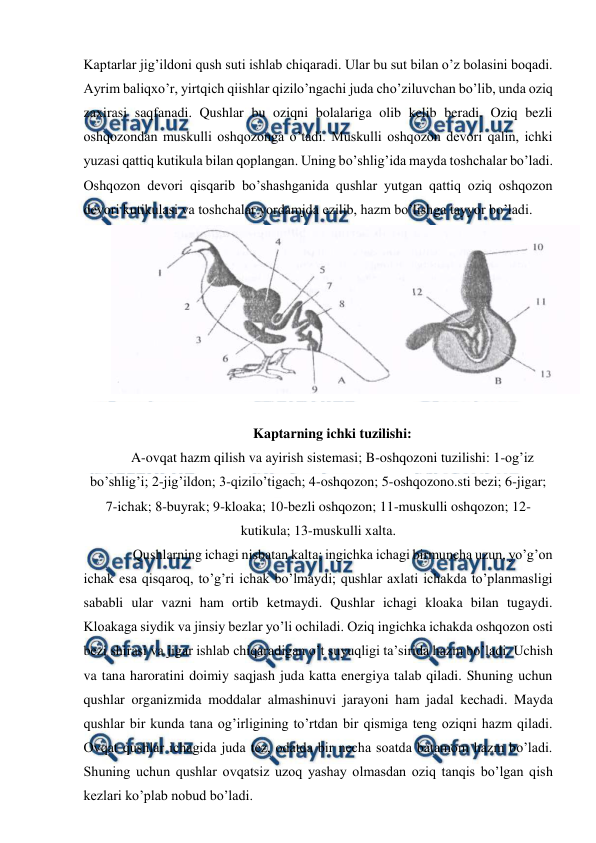  
 
Kaptarlar jig’ildoni qush suti ishlab chiqaradi. Ular bu sut bilan o’z bolasini boqadi. 
Ayrim baliqxo’r, yirtqich qiishlar qizilo’ngachi juda cho’ziluvchan bo’lib, unda oziq 
zaxirasi saqfanadi. Qushlar bu oziqni bolalariga olib kelib beradi. Oziq bezli 
oshqozondan muskulli oshqozonga o’tadi. Muskulli oshqozon devori qalin, ichki 
yuzasi qattiq kutikula bilan qoplangan. Uning bo’shlig’ida mayda toshchalar bo’ladi. 
Oshqozon devori qisqarib bo’shashganida qushlar yutgan qattiq oziq oshqozon 
devori kutikulasi va toshchalar yordamjda ezilib, hazm bo’lishga tayyor bo’ladi. 
 
 
Kaptarning ichki tuzilishi: 
A-ovqat hazm qilish va ayirish sistemasi; B-oshqozoni tuzilishi: 1-og’iz 
bo’shlig’i; 2-jig’ildon; 3-qizilo’tigach; 4-oshqozon; 5-oshqozono.sti bezi; 6-jigar; 
7-ichak; 8-buyrak; 9-kloaka; 10-bezli oshqozon; 11-muskulli oshqozon; 12-
kutikula; 13-muskulli xalta. 
      Qushlarning ichagi nisbatan kalta; ingichka ichagi birmuncha uzun, yo’g’on 
ichak esa qisqaroq, to’g’ri ichak bo’lmaydi; qushlar axlati ichakda to’planmasligi 
sababli ular vazni ham ortib ketmaydi. Qushlar ichagi kloaka bilan tugaydi. 
Kloakaga siydik va jinsiy bezlar yo’li ochiladi. Oziq ingichka ichakda oshqozon osti 
bezi shirasi va jigar ishlab chiqaradigan o’t suyuqligi ta’sirida hazm bo’ladi. Uchish 
va tana haroratini doimiy saqjash juda katta energiya talab qiladi. Shuning uchun 
qushlar organizmida moddalar almashinuvi jarayoni ham jadal kechadi. Mayda 
qushlar bir kunda tana og’irligining to’rtdan bir qismiga teng oziqni hazm qiladi. 
Ovqat qushlar ichagida juda tez, odatda bir necha soatda batamom hazm bo’ladi. 
Shuning uchun qushlar ovqatsiz uzoq yashay olmasdan oziq tanqis bo’lgan qish 
kezlari ko’plab nobud bo’ladi. 
