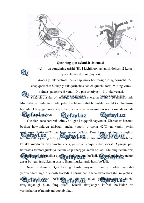  
 
 
Qushning qon aylanish sistemasi 
(A) 
va yuragining urishi (B): l-kichik qon aylanish doirasi; 2-katta 
qon aylanish doirasi; 3-yurak; 
4-o’ng yurak bo’lmasi; 5—chap yurak bo’lmasi; 6-o’ng qorincha; 7-
chap qorincha; 8-chap yurak qorinchasidan chiquvchi aorta; 9~o’ng yurak 
bolmasiga kekivchi vena; 10-o-pka arteriyasi; 11-o’pka venasi. 
    Yirtqich qushlar o’ljasini quvayotganida energiya sarfi 16-20 marta ortadi. 
Moddalar almashinuvi juda jadal kechgani sababli qushlar ochlikka chidamsiz 
bo’ladi. Och qolgan mayda qushlar o’z energiya zaxirasini bir necha soat davomida 
sarf qilib, halok bo’ladi. 
Qushlar - tana harorati doimiy bo’lgan issiqqonli hayvonlar. Ular tanasi harorati 
boshqa hayvonlarga nisbatan ancha yuqori, o’rtacha 42°C ga yaqin, ayrim 
qushlarniki hatto 44°C dan ham yuqori bo’ladi. Tana haroratini doimiy saqlash 
termoregulatsiyaning asosiy yo’li moddalar almashinuvining jadallashuvi hisobidan 
kerakli miqdorda qo’shimcha energiya ishlab chiqarishdan iborat. Ayniqsa past 
haroratda termoregulatsiya uchun ko’p energiya kerak bo’ladi. Shuning uchun oziq 
tanqis boigan qish faslida qushlar ko’plab nobud bo’ladi. Termoregulyatsiya uchun 
zarur bo’lgan issiqlikning asosiy qismi muskullarda hosil bo’ladi. 
Nerv sistemasi. Qushlarning bosh miyasi umumiy holda sudralib 
yuruvchilarnikiga o’xshash bo’ladi. Ularnikidan ancha katta bo’lishi, miyachasi, 
o’rta miya ko’rish bo’laklari va oldingi miya yarimsharlarining kuchli 
rivojlanganligi bilan farq qiladi. Kuchli rivojlangan ko’rish bo’laklari va 
yarimsharlar o’rta miyani qoplab oladi. 
