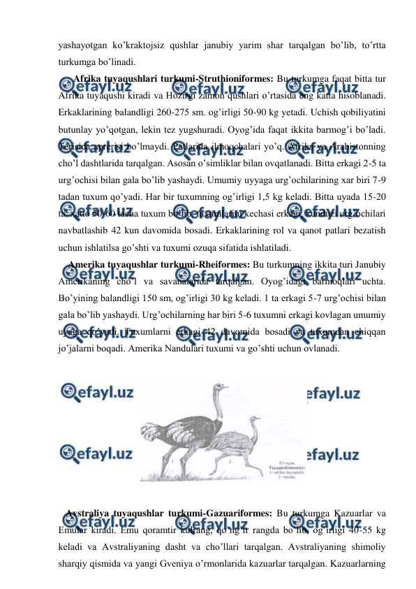  
 
yashayotgan ko’kraktojsiz qushlar janubiy yarim shar tarqalgan bo’lib, to’rtta 
turkumga bo’linadi. 
 Afrika tuyaqushlari turkumi-Struthioniformes: Bu turkumga faqat bitta tur 
Afrika tuyaqushi kiradi va Hozirgi zamon qushlari o’rtasida eng katta hisoblanadi. 
Erkaklarining balandligi 260-275 sm. og’irligi 50-90 kg yetadi. Uchish qobiliyatini 
butunlay yo’qotgan, lekin tez yugshuradi. Oyog’ida faqat ikkita barmog’i bo’ladi. 
Terisida aprerisi bo’lmaydi. Patlarida ilmoqchalari yo’q. Afrika va Arabistonning 
cho’l dashtlarida tarqalgan. Asosan o’simliklar bilan ovqatlanadi. Bitta erkagi 2-5 ta 
urg’ochisi bilan gala bo’lib yashaydi. Umumiy uyyaga urg’ochilarining xar biri 7-9 
tadan tuxum qo’yadi. Har bir tuxumning og’irligi 1,5 kg keladi. Bitta uyada 15-20 
ta, xatto 50-60 tacha tuxum bo’lib, tuxumlarini kechasi erkagi, kunduzi urg’ochilari 
navbatlashib 42 kun davomida bosadi. Erkaklarining rol va qanot patlari bezatish 
uchun ishlatilsa go’shti va tuxumi ozuqa sifatida ishlatiladi. 
    Amerika tuyaqushlar turkumi-Rheiformes: Bu turkumning ikkita turi Janubiy 
Amerikaning cho’l va savanalarida tarqalgan. Oyog’idagi barmoqlari uchta. 
Bo’yining balandligi 150 sm, og’irligi 30 kg keladi. 1 ta erkagi 5-7 urg’ochisi bilan 
gala bo’lib yashaydi. Urg’ochilarning har biri 5-6 tuxumni erkagi kovlagan umumiy 
uyaga qo’yadi. Tuxumlarni erkagi 42 davomida bosadi va tuxumdan chiqqan 
jo’jalarni boqadi. Amerika Nandulari tuxumi va go’shti uchun ovlanadi. 
 
 
 
   Avstraliya tuyaqushlar turkumi-Gazuariformes: Bu turkumga Kazuarlar va 
Emular kiradi. Emu qoramtir kulrang, qo’ng’ir rangda bo’lib, og’irligi 40-55 kg 
keladi va Avstraliyaning dasht va cho’llari tarqalgan. Avstraliyaning shimoliy 
sharqiy qismida va yangi Gveniya o’rmonlarida kazuarlar tarqalgan. Kazuarlarning 
