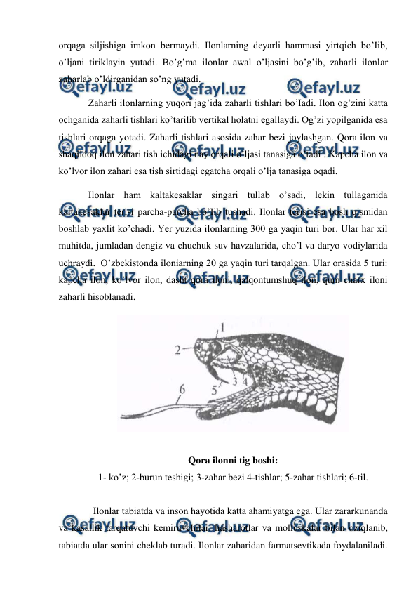  
 
orqaga siljishiga imkon bermaydi. Ilonlarning deyarli hammasi yirtqich bo’Iib, 
o’ljani tiriklayin yutadi. Bo’g’ma ilonlar awal o’ljasini bo’g’ib, zaharli ilonlar 
zaharlab o’ldirganidan so’ng yutadi. 
    Zaharli ilonlarning yuqori jag’ida zaharli tishlari bo’Iadi. Ilon og’zini katta 
ochganida zaharli tishlari ko’tarilib vertikal holatni egallaydi. Og’zi yopilganida esa 
tishlari orqaga yotadi. Zaharli tishlari asosida zahar bezi joylashgan. Qora ilon va 
shaqildoq ilon zahari tish ichidagi nay orqali o’ljasi tanasiga o’tadi . Kapcha ilon va 
ko’lvor ilon zahari esa tish sirtidagi egatcha orqali o’lja tanasiga oqadi. 
    Ilonlar ham kaltakesaklar singari tullab o’sadi, lekin tullaganida 
kaltakesaklar terisi parcha-parcha bo’Iib tushadi. Ilonlar terisi esa bosh qismidan 
boshlab yaxlit ko’chadi. Yer yuzida ilonlarning 300 ga yaqin turi bor. Ular har xil 
muhitda, jumladan dengiz va chuchuk suv havzalarida, cho’l va daryo vodiylarida 
uchraydi.  O’zbekistonda iloniarning 20 ga yaqin turi tarqalgan. Ular orasida 5 turi: 
kapcha ilon, ko’lvor ilon, dasht qora iloni, qalqontumshuq ilon, qum charx iloni 
zaharli hisoblanadi. 
 
 
Qora ilonni tig boshi: 
1- ko’z; 2-burun teshigi; 3-zahar bezi 4-tishlar; 5-zahar tishlari; 6-til. 
 
      Ilonlar tabiatda va inson hayotida katta ahamiyatga ega. Ular zararkunanda 
va kasallik tarqatuvchi kemiruvchilar, hasharotlar va molluskalar bilan oziqlanib, 
tabiatda ular sonini cheklab turadi. Ilonlar zaharidan farmatsevtikada foydalaniladi. 
