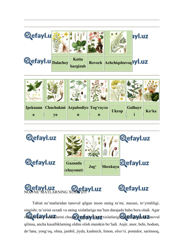  
 
 
 
 
 
 
 
Dalachoy 
Katta 
bargizub 
Rovoch Achchiqshuvoq  
 
 
 
 
 
 
 
 
Ipekuann
a  
Chuchukmi
ya 
Arpabodiyo
n 
Tog‘rayxo
n 
Ukrop 
Gulhayr
i 
Ko‘ka 
 
 
 
 
 
Gazanda 
(chayonut) 
Jag‘ 
Shoxkuya 
 
 
NOZ-NE’MATLARNING XOSIYaTI 
Tabiat ne’matlaridan tanovul qilgan inson uning ta’mi, mazasi, to‘yimliligi, 
singishi, ta’sirini sezadi va uning xislatlariga ma’lum darajada baho bera oladi. Agar 
oziq-ovqat o‘simliklarini chuqur o‘rganib, ularni xislatlariga, mijoziga qarab tanovul 
qilinsa, ancha kasalliklarning oldini olish mumkin bo‘ladi. Anjir, anor, behi, bodom, 
do‘lana, yong‘oq, olma, jambil, jiyda, kashnich, limon, olxo‘ri, pomidor, sarimsoq, 
