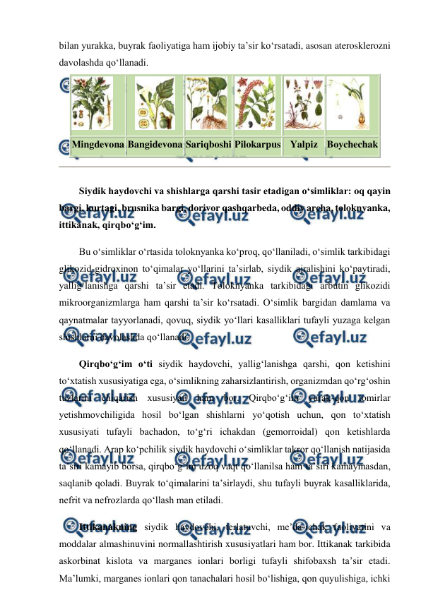  
 
bilan yurakka, buyrak faoliyatiga ham ijobiy ta’sir ko‘rsatadi, asosan aterosklerozni 
davolashda qo‘llanadi.  
 
 
 
 
 
 
Mingdevona Bangidevona Sariqboshi Pilokarpus Yalpiz Boychechak 
 
Siydik haydovchi va shishlarga qarshi tasir etadigan o‘simliklar: oq qayin 
bargi, kurtagi, brusnika bargi, dorivor qashqarbeda, oddiy archa, toloknyanka, 
ittikanak, qirqbo‘g‘im.  
Bu o‘simliklar o‘rtasida toloknyanka ko‘proq, qo‘llaniladi, o‘simlik tarkibidagi 
glikozid-gidroxinon to‘qimalar yo‘llarini ta’sirlab, siydik ajralishini ko‘paytiradi, 
yallig‘lanishga qarshi ta’sir etadi. Toloknyanka tarkibidagi arbutin glikozidi 
mikroorganizmlarga ham qarshi ta’sir ko‘rsatadi. O‘simlik bargidan damlama va 
qaynatmalar tayyorlanadi, qovuq, siydik yo‘llari kasalliklari tufayli yuzaga kelgan 
shishlarni davolashda qo‘llanadi.  
Qirqbo‘g‘im o‘ti siydik haydovchi, yallig‘lanishga qarshi, qon ketishini 
to‘xtatish xususiyatiga ega, o‘simlikning zaharsizlantirish, organizmdan qo‘rg‘oshin 
tuzlarini chiqarish xususiyati ham bor. Qirqbo‘g‘im yurak-qon tomirlar 
yetishmovchiligida hosil bo‘lgan shishlarni yo‘qotish uchun, qon to‘xtatish 
xususiyati tufayli bachadon, to‘g‘ri ichakdan (gemorroidal) qon ketishlarda 
qo‘llanadi. Arap ko‘pchilik siydik haydovchi o‘simliklar takror qo‘llanish natijasida 
ta’siri kamayib borsa, qirqbo‘g‘im uzoq vaqt qo‘llanilsa ham ta’siri kamaymasdan, 
saqlanib qoladi. Buyrak to‘qimalarini ta’sirlaydi, shu tufayli buyrak kasalliklarida, 
nefrit va nefrozlarda qo‘llash man etiladi.  
Ittikanakning siydik haydovchi, terlatuvchi, me’da-ichak faoliyatini va 
moddalar almashinuvini normallashtirish xususiyatlari ham bor. Ittikanak tarkibida 
askorbinat kislota va marganes ionlari borligi tufayli shifobaxsh ta’sir etadi. 
Ma’lumki, marganes ionlari qon tanachalari hosil bo‘lishiga, qon quyulishiga, ichki 
