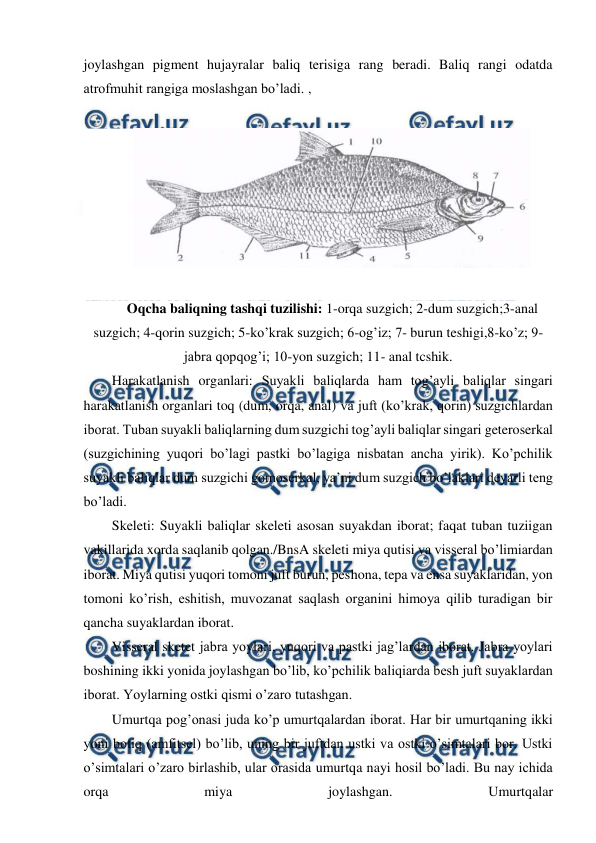  
 
joylashgan pigment hujayralar baliq terisiga rang beradi. Baliq rangi odatda 
atrofmuhit rangiga moslashgan bo’ladi. , 
 
 
 
Oqcha baliqning tashqi tuzilishi: 1-orqa suzgich; 2-dum suzgich;3-anal 
suzgich; 4-qorin suzgich; 5-ko’krak suzgich; 6-og’iz; 7- burun teshigi,8-ko’z; 9- 
jabra qopqog’i; 10-yon suzgich; 11- anal tcshik. 
Harakatlanish organlari: Suyakli baliqlarda ham tog’ayli baliqlar singari 
harakatlanish organlari toq (dum, orqa, anal) va juft (ko’krak, qorin) suzgichlardan 
iborat. Tuban suyakli baliqlarning dum suzgichi tog’ayli baliqlar singari geteroserkal 
(suzgichining yuqori bo’lagi pastki bo’lagiga nisbatan ancha yirik). Ko’pchilik 
suyakli baliqlar dum suzgichi gomoserkal, ya’ni dum suzgich bo’laklari deyarli teng 
bo’ladi. 
Skeleti: Suyakli baliqlar skeleti asosan suyakdan iborat; faqat tuban tuziigan 
vakillarida xorda saqlanib qolgan./BnsA skeleti miya qutisi va visseral bo’limiardan 
iborat. Miya qutisi yuqori tomoni juft burun, peshona, tepa va ensa suyaklaridan, yon 
tomoni ko’rish, eshitish, muvozanat saqlash organini himoya qilib turadigan bir 
qancha suyaklardan iborat. 
Visseral sketet jabra yoylari, yuqori va pastki jag’lardan iborat. Jabra yoylari 
boshining ikki yonida joylashgan bo’lib, ko’pchilik baliqiarda besh juft suyaklardan 
iborat. Yoylarning ostki qismi o’zaro tutashgan.  
Umurtqa pog’onasi juda ko’p umurtqalardan iborat. Har bir umurtqaning ikki 
yoni botiq (amfitsel) bo’lib, uning bir juftdan ustki va ostki o’simtalari bor. Ustki 
o’simtalari o’zaro birlashib, ular orasida umurtqa nayi hosil bo’ladi. Bu nay ichida 
orqa 
miya 
joylashgan. 
Umurtqalar
