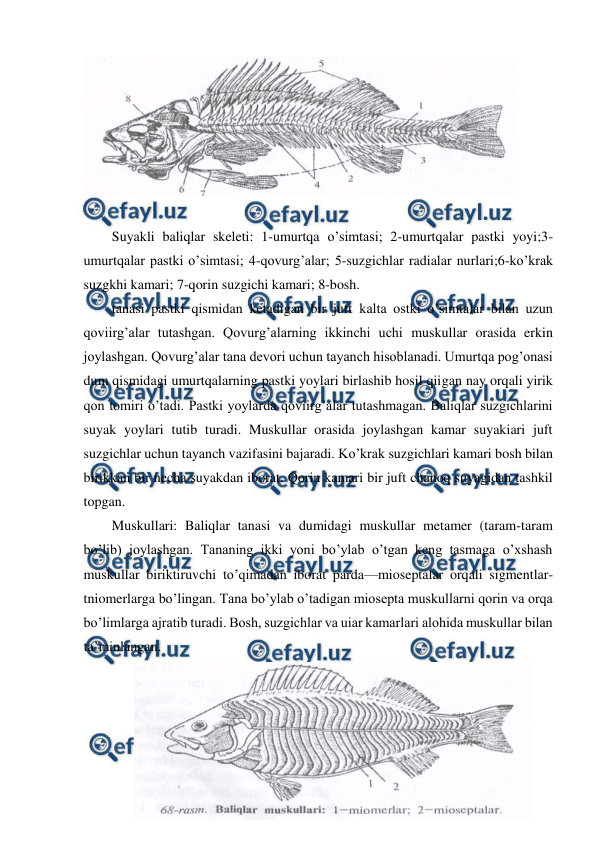  
 
 
 
Suyakli baliqlar skeleti: 1-umurtqa o’simtasi; 2-umurtqalar pastki yoyi;3-
umurtqalar pastki o’simtasi; 4-qovurg’alar; 5-suzgichlar radialar nurlari;6-ko’krak 
suzgkhi kamari; 7-qorin suzgichi kamari; 8-bosh. 
tanasi pastki qismidan ketadigan bir juft kalta ostki o’simtalar bilan uzun 
qoviirg’alar tutashgan. Qovurg’alarning ikkinchi uchi muskullar orasida erkin 
joylashgan. Qovurg’alar tana devori uchun tayanch hisoblanadi. Umurtqa pog’onasi 
dum qismidagi umurtqalarning pastki yoylari birlashib hosil qiigan nay orqali yirik 
qon tomiri o’tadi. Pastki yoylarda qoviirg’alar tutashmagan. Baliqlar suzgichlarini 
suyak yoylari tutib turadi. Muskullar orasida joylashgan kamar suyakiari juft 
suzgichlar uchun tayanch vazifasini bajaradi. Ko’krak suzgichlari kamari bosh bilan 
birikkan bir necha suyakdan iborat. Qorin kamari bir juft chanoq suyagidan tashkil 
topgan. 
Muskullari: Baliqlar tanasi va dumidagi muskullar metamer (taram-taram 
bo’lib) joylashgan. Tananing ikki yoni bo’ylab o’tgan keng tasmaga o’xshash 
muskullar biriktiruvchi to’qimadan iborat parda—mioseptalar orqali sigmentlar-
tniomerlarga bo’lingan. Tana bo’ylab o’tadigan miosepta muskullarni qorin va orqa 
bo’limlarga ajratib turadi. Bosh, suzgichlar va uiar kamarlari alohida muskullar bilan 
ta’minlangan. 
 
