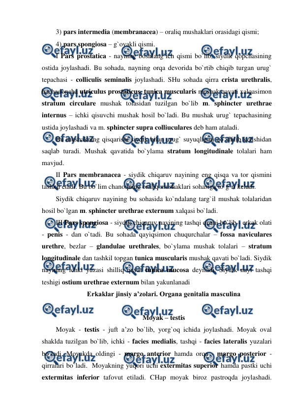  
 
3) pars intermedia (membranacea) – oraliq mushaklari orasidagi qismi;  
4) pars spongiosa – g`ovakli qismi.  
I Pars prostatica - nayning boshlang`ich qismi bo`lib, siydik qopchasining 
ostida joylashadi. Bu sohada, nayning orqa devorida bo`rtib chiqib turgan urug` 
tepachasi - colliculis seminalis joylashadi. SHu sohada qirra crista urethralis, 
bachadoncha utriculus prostaticus, tunica muscularis mushak qavati xalqasimon 
stratum circulare mushak tolasidan tuzilgan bo`lib m. sphincter urethrae 
internus – ichki qisuvchi mushak hosil bo`ladi. Bu mushak urug` tepachasining 
ustida joylashadi va m. sphincter supra colliuculares deb ham ataladi.   
Bu mushakning qisqarishi siydik bilan urug` suyuqligini qo`shilib ketishidan 
saqlab turadi. Mushak qavatida bo`ylama stratum longitudinale tolalari ham 
mavjud.    
II Pars membranacea - siydik chiqaruv nayining eng qisqa va tor qismini 
tashkil etadi. Bu bo`lim chanoqning oraliq mushaklari sohasiga to`g`ri keladi.  
Siydik chiqaruv nayining bu sohasida ko`ndalang targ`il mushak tolalaridan 
hosil bo`lgan m. sphincter urethrae externum xalqasi bo`ladi.  
III Pars spongiosa - siydik chiqaruv nayining tashqi qismi bo`lib - erkak olati 
- penis - dan o`tadi. Bu sohada qayiqsimon chuqurchalar – fossa naviculares 
urethre, bezlar – glandulae urethrales, bo`ylama mushak tolalari – stratum 
longitudinale dan tashkil topgan tunica muscularis mushak qavati bo`ladi. Siydik 
nayining ichki yuzasi shilliq qavat tunica mucosa deyiladi. Siydik nayi tashqi 
teshigi ostium urethrae externum bilan yakunlanadi 
Erkaklar jinsiy a’zolari. Organa genitalia masculina 
 
Moyak – testis 
Moyak - testis - juft a’zo bo`lib, yorg`oq ichida joylashadi. Moyak oval 
shaklda tuzilgan bo`lib, ichki - facies medialis, tashqi - facies lateralis yuzalari 
bo`ladi. Moyakda oldingi - margo anterior hamda orqa - margo posterior - 
qirralari bo`ladi.  Moyakning yuqori uchi extermitas superior hamda pastki uchi 
extermitas inferior tafovut etiladi. CHap moyak biroz pastroqda joylashadi. 
