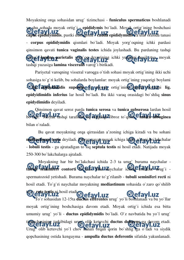  
 
Moyakning orqa sohasidan urug` tizimchasi - funiculus spermaticus boshlanadi 
va shu sohada moyak ortig`i - epididymis bo`ladi. Moyak ortig`ining boshchasi 
caput epididymidis, pastki dum qismi - cauda epididymidis va ular orasida tanasi 
- corpus epididymidis qismlari bo`ladi. Moyak yorg`oqning ichki pardasi 
qinsimon qavati tunica vaginalis testes ichida joylashadi. Bu pardaning tashqi 
varog`i lamina parietalis yorg`oq devorining ichki yuzasini hosil ztsa, moyak 
tashqi yuzasiga lamina visceralis varog`i birikadi.   
Pariyetal varoqning visseral varoqga o`tish sohasi moyak ortig`ining ikki uchi 
sohasiga to`g`ri kelib, bu sohalarda boylamlar: moyak ortig`ining yuqorigi boylami 
– lig. epidydimidis superius va moyak ortig`ining pastki boylami lig. 
epidyidimidis inferius lar hosil bo`ladi. Bu ikki varaq orasidagi bo`shliq sinus 
epidydimidis deyiladi. 
Qinsimon qavat seroz parda tunica serosa va tunica subserosa lardan hosil 
bo`ladi.  Moyak tashqi tarafidan oq rangdagi fibroz to`qima - tunica albuginea 
bilan o`raladi.  
   Bu qavat moyakning orqa qirrasidan a’zoning ichiga kiradi va bu sohani 
mediastinum testis deyiladi. Fibroz qavat moyak ichiga kirib, a’zoni bo`lakchalar 
- lobuli testis - ga ajratadigan to`siq septula testis ni hosil etadi. Natijada moyak 
250-300 bo`lakchalarga ajraladi.  
   Moyakning har bir bo`lakchasi ichida 2-3 ta urug` burama naychalar - 
tubuli seminiferi contorti bo`ladi. SHu naychalar ichida erkaklar urug`i - 
spermatozoid yetishadi. Burama naychalar to`g`rilanib - tubuli seminiferi recti ni 
hosil etadi. To`g`ri naychalar moyakning mediastinum sohasida o`zaro qo`shilib 
to`r - rete testis ni hosil etadi.  
To`r sohasidan 12-15ta ductus efferentes urug` yo`li boshlanadi va bu yo`llar 
moyak ortig`ining boshchasiga davom etadi. Moyak ortig`i ichida esa bitta 
umumiy urug` yo`li - ductus epididymidis bo`ladi. O`z navbatida bu yo`l urug` 
tizimchasining tarkibidagi urug` olib ketuvchi ductus deferens ga davom etadi. 
Urug` olib ketuvchi yo`l chov kanali orqali qorin bo`shlig`iga o`tadi va siydik 
qopchasining ostida kengayma - ampulla ductus deferentis sifatida yakunlanadi. 
