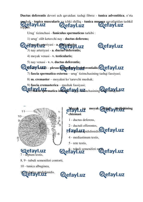  
 
Ductus deferentis devori uch qavatdan: tashqi fibroz - tunica adventitica, o`rta 
mushak - tunica muscularis va ichki shilliq - tunica mucosa qavatlaridan tashkil 
topgan.  
Urug` tizimchasi - funiculus spermaticus tarkibi :  
1) urug` olib ketuvchi nay - ductus deferens;  
2) moyak arteriyasi - a. testicularis;  
3) nay arteriyasi - a. ductus deferentis;  
4) moyak venasi - v. testicularis;  
5) nay venasi - v. v. ductus deferentis;  
6) nerv tolalari - plexus testicularis et deferentialis;  
7) fascia spermatica externa – urug` tizimchasining tashqi fassiyasi;  
8) m. cremaster – moyakni ko`taruvchi mushak;  
9) fascia cremasterica – mushak fassiyasi;  
10) fascia spermatica interna – urug` tizimchasining ichki fassiyasi  
 
 
Moyak va 
moyak ortig`i tuzilishining 
chizmasi.  
1 - ductus deferens,   
2 - ductuli efferentes,  
3 - ductus epididimidis,  
4 - mediastinum testis,  
5 - rete testis,  
6 - tubuli semeniferi recti,  
7 - septum testis,  
8, 9 - tubuli semeniferi contorti,  
10 - tunica albuginea,  
11 - lobulus epididimidis.  
 
 
 
