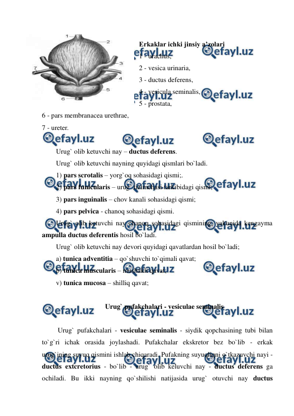  
 
 
Erkaklar ichki jinsiy a’zolari 
1 - urachus,  
2 - vesica urinaria,  
3 - ductus deferens,  
4 - vesicula seminalis,  
5 - prostata,  
6 - pars membranacea urethrae,  
7 - ureter.  
 
Urug` olib ketuvchi nay – ductus deferens.  
Urug` olib ketuvchi nayning quyidagi qismlari bo`ladi. 
1) pars scrotalis – yorg`oq sohasidagi qismi;. 
2) pars funicularis – urug` tizimchasi tarkibidagi qismi;    
3) pars inguinalis – chov kanali sohasidagi qismi; 
4) pars pelvica - chanoq sohasidagi qismi. 
Urug` olib ketuvchi nay chanoq sohasidagi qismining, yakunida kengayma 
ampulla ductus deferentis hosil bo`ladi. 
Urug` olib ketuvchi nay devori quyidagi qavatlardan hosil bo`ladi; 
a) tunica adventitia – qo`shuvchi to`qimali qavat;  
b) tunica muscularis – mushakli qavat;  
v) tunica mucosa – shilliq qavat; 
 
Urug` pufakchalari - vesiculae seminalis  
 
 Urug` pufakchalari - vesiculae seminalis - siydik qopchasining tubi bilan 
to`g`ri ichak orasida joylashadi. Pufakchalar ekskretor bez bo`lib - erkak 
urug`ining suyuq qismini ishlab chiqaradi. Pufakning suyuqliqni o`tkazuvchi nayi - 
ductus extcretorius - bo`lib - urug` olib keluvchi nay - ductus deferens ga 
ochiladi. Bu ikki nayning qo`shilishi natijasida urug` otuvchi nay ductus 
 
