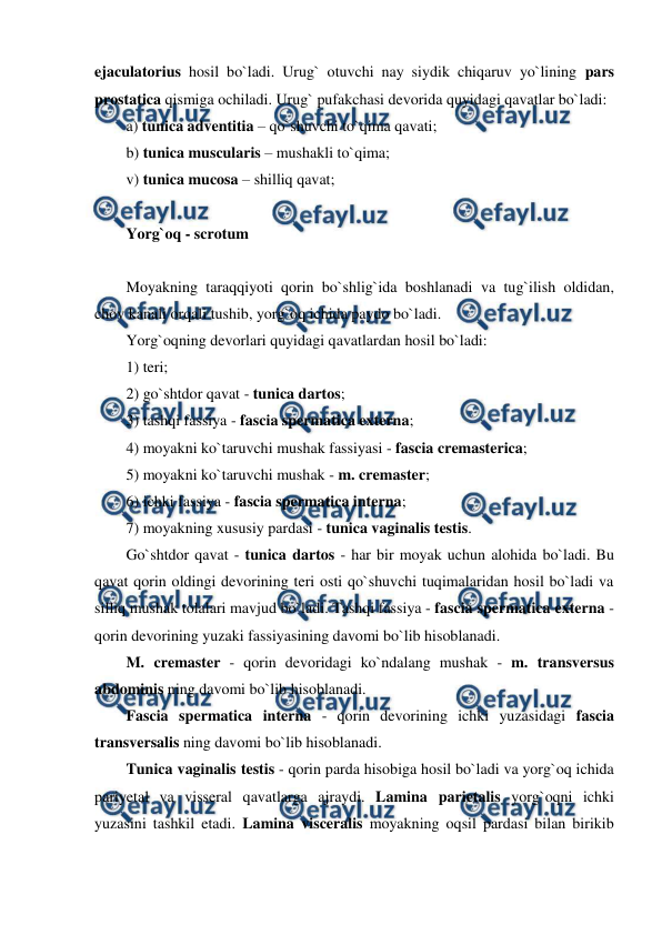  
 
ejaculatorius hosil bo`ladi. Urug` otuvchi nay siydik chiqaruv yo`lining pars 
prostatica qismiga ochiladi. Urug` pufakchasi devorida quyidagi qavatlar bo`ladi:  
a) tunica adventitia – qo`shuvchi to`qima qavati;  
b) tunica muscularis – mushakli to`qima;  
v) tunica mucosa – shilliq qavat;  
  
Yorg`oq - scrotum 
 
Moyakning taraqqiyoti qorin bo`shlig`ida boshlanadi va tug`ilish oldidan, 
chov kanali orqali tushib, yorg`oq ichida paydo bo`ladi.  
Yorg`oqning devorlari quyidagi qavatlardan hosil bo`ladi:  
1) teri;  
2) go`shtdor qavat - tunica dartos;  
3) tashqi fassiya - fascia spermatica externa;  
4) moyakni ko`taruvchi mushak fassiyasi - fascia cremasterica;  
5) moyakni ko`taruvchi mushak - m. cremaster;  
6) ichki fassiya - fascia spermatica interna;  
7) moyakning xususiy pardasi - tunica vaginalis testis.  
Go`shtdor qavat - tunica dartos - har bir moyak uchun alohida bo`ladi. Bu 
qavat qorin oldingi devorining teri osti qo`shuvchi tuqimalaridan hosil bo`ladi va 
silliq mushak tolalari mavjud bo`ladi. Tashqi fassiya - fascia spermatica externa - 
qorin devorining yuzaki fassiyasining davomi bo`lib hisoblanadi.  
M. cremaster - qorin devoridagi ko`ndalang mushak - m. transversus 
abdominis ning davomi bo`lib hisoblanadi.  
Fascia spermatica interna - qorin devorining ichki yuzasidagi fascia 
transversalis ning davomi bo`lib hisoblanadi.  
Tunica vaginalis testis - qorin parda hisobiga hosil bo`ladi va yorg`oq ichida 
pariyetal va visseral qavatlarga ajraydi. Lamina parietalis yorg`oqni ichki 
yuzasini tashkil etadi. Lamina visceralis moyakning oqsil pardasi bilan birikib 
