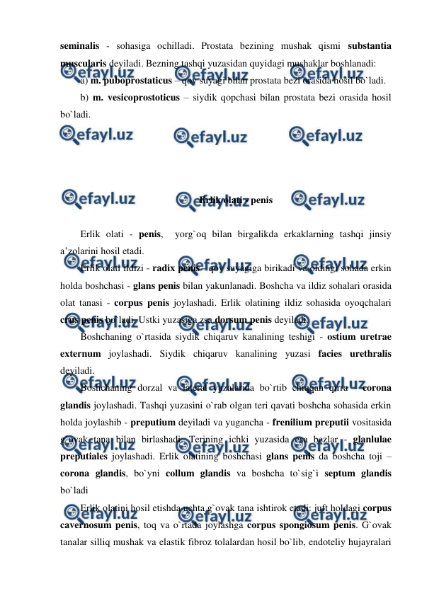  
 
seminalis - sohasiga ochilladi. Prostata bezining mushak qismi substantia 
muscularis deyiladi. Bezning tashqi yuzasidan quyidagi mushaklar boshlanadi:  
a) m. puboprostaticus – qov suyagi bilan prostata bezi orasida hosil bo`ladi.   
b) m. vesicoprostoticus – siydik qopchasi bilan prostata bezi orasida hosil 
bo`ladi.  
 
 
 
 
Erlik olati - penis 
 
Erlik olati - penis,  yorg`oq bilan birgalikda erkaklarning tashqi jinsiy 
a’zolarini hosil etadi.  
Erlik olati ildizi - radix penis - qov suyagiga birikadi va oldingi sohada erkin 
holda boshchasi - glans penis bilan yakunlanadi. Boshcha va ildiz sohalari orasida 
olat tanasi - corpus penis joylashadi. Erlik olatining ildiz sohasida oyoqchalari 
crus penis bo`ladi. Ustki yuzasiga zsa dorsum penis deyiladi.  
Boshchaning o`rtasida siydik chiqaruv kanalining teshigi - ostium uretrae 
externum joylashadi. Siydik chiqaruv kanalining yuzasi facies urethralis 
deyiladi.  
Boshchaning dorzal va lateral yuzalarida bo`rtib chiqqan qirra - corona 
glandis joylashadi. Tashqi yuzasini o`rab olgan teri qavati boshcha sohasida erkin 
holda joylashib - preputium deyiladi va yugancha - frenilium preputii vositasida 
g`ovak tana bilan birlashadi. Terining ichki yuzasida esa bezlar - glanlulae 
preputiales joylashadi. Erlik olatining boshchasi glans penis da boshcha toji – 
corona glandis, bo`yni collum glandis va boshcha to`sig`i septum glandis 
bo`ladi 
Erlik olatini hosil etishda uchta g`ovak tana ishtirok etadi: juft holdagi corpus 
cavernosum penis, toq va o`rtada joylashga corpus spongiosum penis. G`ovak 
tanalar silliq mushak va elastik fibroz tolalardan hosil bo`lib, endoteliy hujayralari 
