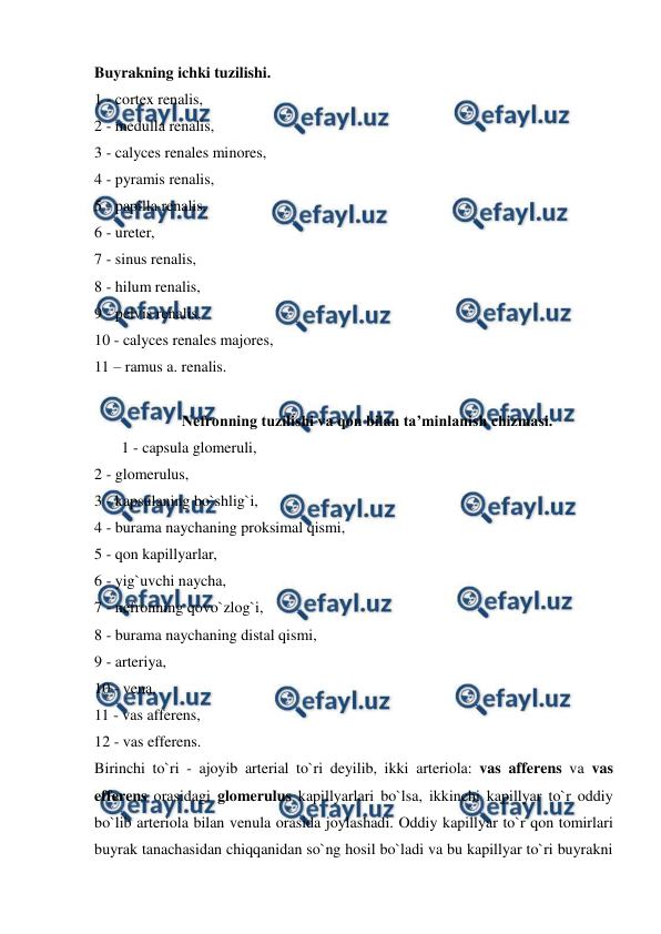  
 
Buyrakning ichki tuzilishi.  
1 - cortex renalis,  
2 - medulla renalis,   
3 - calyces renales minores,  
4 - pyramis renalis,   
5 - papilla renalis,   
6 - ureter,   
7 - sinus renalis,  
8 - hilum renalis,   
9 - pelvis renalis,   
10 - calyces renales majores,  
11 – ramus a. renalis. 
 
Nefronning tuzilishi va qon bilan ta’minlanish chizmasi. 
1 - capsula glomeruli,  
2 - glomerulus,  
3 - kapsulaning bo`shlig`i,  
4 - burama naychaning proksimal qismi,   
5 - qon kapillyarlar,  
6 - yig`uvchi naycha,   
7 - nefronning qovo`zlog`i,  
8 - burama naychaning distal qismi,   
9 - arteriya,   
10 - vena,   
11 - vas afferens,  
12 - vas efferens.  
Birinchi to`ri - ajoyib arterial to`ri deyilib, ikki arteriola: vas afferens va vas 
efferens orasidagi glomerulus kapillyarlari bo`lsa, ikkinchi kapillyar to`r oddiy 
bo`lib arteriola bilan venula orasida joylashadi. Oddiy kapillyar to`r qon tomirlari 
buyrak tanachasidan chiqqanidan so`ng hosil bo`ladi va bu kapillyar to`ri buyrakni 
 
