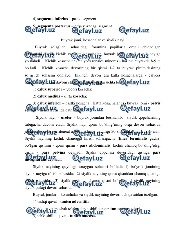  
 
4) segmenta inferius – pastki segment;   
5) segmenta posterius – orqa yuzadagi segment 
 
Buyrak jomi, kosachalar va siydik nayi 
  Buyrak so`rg`ichi sohasidagi foramina papillaria orqali chiqadigan 
ikkilamchi siydik kichik va katta kosachalar, buyrak jomi orqali siydik nayiga 
yo`naladi.   Kichik kosachalar - calyces renales minores - har bir buyrakda 8-9 ta 
bo`ladi.  Kichik kosacha devorining bir qismi 1-2 ta buyrak piramidasining 
so`rg`ich sohasini qoplaydi. Ikkinchi devori esa katta kosachalarga - calyces 
renales majores ga davom etadi. Katta kosachalar uchta bo`ladi:  
1) calux superior – yuqori kosacha;   
2) calux medius – o`rta kosacha;  
3) calux inferior – pastki kosacha.  Katta kosachalar esa buyrak jomi - pelvis 
renalis - ni hosil etishda qatnashadi.  
   Siydik nayi - ureter - buyrak jomidan boshlanib,  siydik qopchasining 
tubigacha davom etadi. Siydik nayi qorin bo`shlig`ining orqa devori sohasida 
joylashgan ekstroperitoneal a’zodir. Uning uzunligi 30 sm, ichki diametri 4- mm. 
Siydik nayining kichik chanoqga kirish sohasigacha (linea terminalis gacha) 
bo`lgan qismini - qorin qismi - pars abdominalis, kichik chanoq bo`shlig`idigi 
qismi - pars pelvina deyiladi. Siydik qopchasi devoridagi qismga pars 
intramuralis deyiladi.  
Siydik nayining quyidagi toraygan sohalari bo`ladi: 1) bo`yrak jomining 
siydik nayiga o`tish sohasida;  2) siydik nayining qorin qismidan chanoq qismiga 
o`tish sohasida;  3) siydik nayining chanoq qismi bo`ylab; 4) siydik nayining 
siydik pufagi devori sohasida.  
Buyrak jomlari,  kosachalar va siydik nayining devori uch qavatdan tuzilgan:  
1) tashqi qavat - tunica adventitia;  
2) ikki qavat mushak tolalaridan tashkil topgan tunica muscularis;   
3) ichki shilliq qavat - tunica mucosa.  
