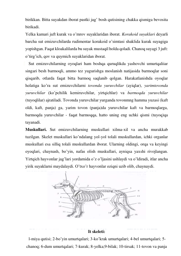  
 
birikkan. Bitta suyakdan iborat pastki jag’ bosh qutisining chakka qismiga bevosita 
birikadi. 
Yelka kamari juft kurak va o’mrov suyaklaridan iborat. Korakoid suyaklari deyarli 
barcha sut emizuvchilarda rudimentar korakoid o’simtasi shaklida kurak suyagiga 
yopishgan. Faqat kloakalilarda bu suyak mustaqil holda qoladi. Chanoq suyagi 3 juft: 
o’tirg’ich, qov va quymich suyaklaridan iborat. 
   Sut emizuvchilarning oyoqlari ham boshqa quruqlikda yashovchi umurtqaliiar 
singari besh barmoqli, ammo tez yugurishga moslanish natijasida barmoqlar soni 
qisqarib, otlarda faqat bitta barmoq saqlanib qolgan. Harakatlanishda oyoqlar 
holatiga ko’ra sut emizuvchilarni tovonda yuruvchilar (ayiqlar), yarimtovonda 
yuruvchilar (ko’pchilik kemiruvchilar, yirtqichlar) va barmoqda yuruvchilar 
(tuyoqlilar) ajratiladi. Tovonda yuruvchilar yurganda tovonmng hamma yuzasi (kaft 
oldi, kaft, panja) ga, yarim tovon (panja)da yuruvchilar kaft va barmoqlarga, 
barmoqda yuruvchilar - faqat barmoqqa, hatto uning eng uchki qismi (tuyoq)qa 
tayanadi. 
Muskullari. Sut emizuvchilarning muskullari xilma-xil va ancha murakkab 
tuzilgan. Skelet muskullari ko’ndalang yol-yol tolali muskullardan, ichki organlar 
muskullari esa silliq tolali muskullardan iborat. Ularning oldingi, orqa va keyingi 
oyoqlari, chaynash, bo’yin, nafas olish muskullari, ayniqsa yaxshi rivojlangan. 
Yirtqich hayvonlar jag’lari yordamida o’z o’ljasini ushlaydi va o’ldiradi, itlar ancha 
yirik suyaklarni maydalaydi. O’txo’r hayvonlar oziqni uzib olib, chaynaydi. 
 
 
It skeleti: 
 l-miya qutisi; 2-bo’yin umurtqalari; 3-ko’krak umurtqalari; 4-bel umurtqalari; 5-
chanoq; 6-dum umurtqalari; 7-kurak; 8-yelka;9-bilak; 10-tirsak; 11-tovon va panja 
