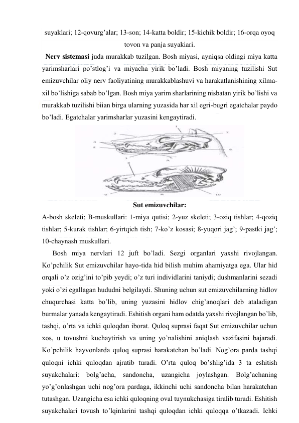  
 
suyaklari; 12-qovurg’alar; 13-son; 14-katta boldir; 15-kichik boldir; 16-orqa oyoq 
tovon va panja suyakiari. 
  Nerv sistemasi juda murakkab tuzilgan. Bosh miyasi, ayniqsa oldingi miya katta 
yarimsharlari po’stlog’i va miyacha yirik bo’ladi. Bosh miyaning tuzilishi Sut 
emizuvchilar oliy nerv faoliyatining murakkablashuvi va harakatlanishining xilma-
xil bo’lishiga sabab bo’lgan. Bosh miya yarim sharlarining nisbatan yirik bo’lishi va 
murakkab tuzilishi biian birga ularning yuzasida har xil egri-bugri egatchalar paydo 
bo’ladi. Egatchalar yarimsharlar yuzasini kengaytiradi. 
 
Sut emizuvchilar: 
A-bosh skeleti; B-muskullari: 1-miya qutisi; 2-yuz skeleti; 3-oziq tishlar; 4-qoziq 
tishlar; 5-kurak tishlar; 6-yirtqich tish; 7-ko’z kosasi; 8-yuqori jag’; 9-pastki jag’; 
10-chaynash muskullari. 
      Bosh miya nervlari 12 juft bo’ladi. Sezgi organlari yaxshi rivojlangan. 
Ko’pchilik Sut emizuvchilar hayo-tida hid bilish muhim ahamiyatga ega. Ular hid 
orqali o’z ozig’ini to’pib yeydi; o’z turi individlarini taniydi; dushmanlarini sezadi 
yoki o’zi egallagan hududni belgilaydi. Shuning uchun sut emizuvchilarning hidlov 
chuqurchasi katta bo’lib, uning yuzasini hidlov chig’anoqlari deb ataladigan 
burmalar yanada kengaytiradi. Eshitish organi ham odatda yaxshi rivojlangan bo’lib, 
tashqi, o’rta va ichki quloqdan iborat. Quloq suprasi faqat Sut emizuvchilar uchun 
xos, u tovushni kuchaytirish va uning yo’nalishini aniqlash vazifasini bajaradi. 
Ko’pchilik hayvonlarda quloq suprasi harakatchan bo’ladi. Nog’ora parda tashqi 
quloqni ichki quloqdan ajratib turadi. O’rta quloq bo’shlig’ida 3 ta eshitish 
suyakchalari: bolg’acha, sandoncha, uzangicha joylashgan. Bolg’achaning 
yo’g’onlashgan uchi nog’ora pardaga, ikkinchi uchi sandoncha bilan harakatchan 
tutashgan. Uzangicha esa ichki quloqning oval tuynukchasiga tiralib turadi. Eshitish 
suyakchalari tovush to’lqinlarini tashqi quloqdan ichki quloqqa o’tkazadi. Ichki 
