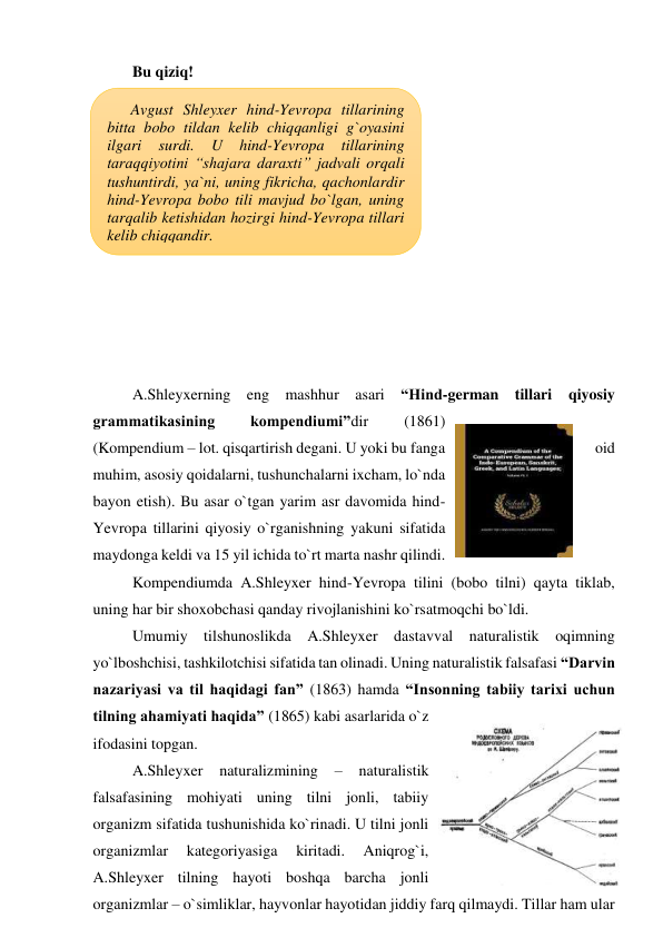 Bu qiziq! 
 
 
 
 
 
 
 
 
 
 
 
A.Shleyxerning eng mashhur asari “Hind-german tillari qiyosiy 
grammatikasining 
kompendiumi”dir 
(1861) 
(Kompendium – lot. qisqartirish degani. U yoki bu fanga 
oid 
muhim, asosiy qoidalarni, tushunchalarni ixcham, lo`nda 
bayon etish). Bu asar o`tgan yarim asr davomida hind-
Yevropa tillarini qiyosiy o`rganishning yakuni sifatida 
maydonga keldi va 15 yil ichida to`rt marta nashr qilindi. 
Kompendiumda A.Shleyxer hind-Yevropa tilini (bobo tilni) qayta tiklab, 
uning har bir shoxobchasi qanday rivojlanishini ko`rsatmoqchi bo`ldi. 
Umumiy tilshunoslikda A.Shleyxer dastavval naturalistik oqimning 
yo`lboshchisi, tashkilotchisi sifatida tan olinadi. Uning naturalistik falsafasi “Darvin 
nazariyasi va til haqidagi fan” (1863) hamda “Insonning tabiiy tarixi uchun 
tilning ahamiyati haqida” (1865) kabi asarlarida o`z 
ifodasini topgan.  
A.Shleyxer 
naturalizmining 
– 
naturalistik 
falsafasining mohiyati uning tilni jonli, tabiiy 
organizm sifatida tushunishida ko`rinadi. U tilni jonli 
organizmlar 
kategoriyasiga 
kiritadi. 
Aniqrog`i, 
A.Shleyxer tilning hayoti boshqa barcha jonli 
organizmlar – o`simliklar, hayvonlar hayotidan jiddiy farq qilmaydi. Tillar ham ular 
Avgust Shleyxer hind-Yevropa tillarining 
bitta bobo tildan kelib chiqqanligi g`oyasini 
ilgari 
surdi. 
U 
hind-Yevropa 
tillarining 
taraqqiyotini “shajara daraxti” jadvali orqali 
tushuntirdi, ya`ni, uning fikricha, qachonlardir 
hind-Yevropa bobo tili mavjud bo`lgan, uning 
tarqalib ketishidan hozirgi hind-Yevropa tillari 
kelib chiqqandir. 
