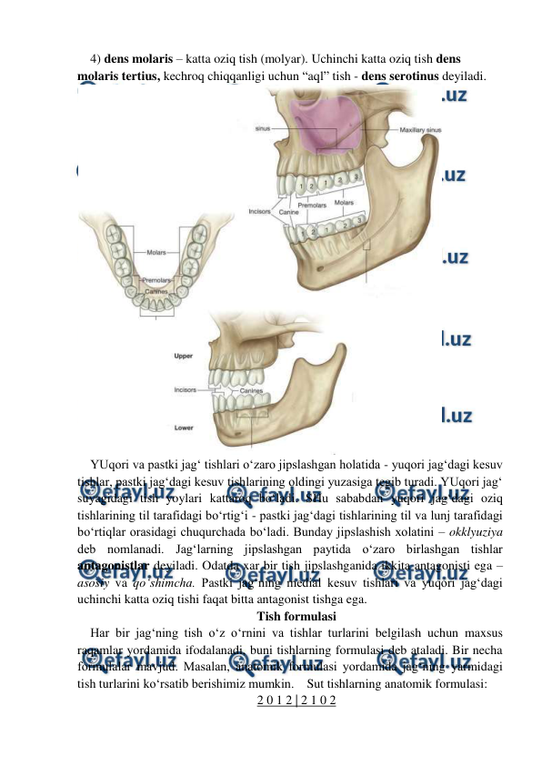  
 
4) dens molaris – katta oziq tish (molyar). Uchinchi katta oziq tish dens 
molaris tertius, kechroq chiqqanligi uchun “aql” tish - dens serotinus deyiladi. 
 
YUqori va pastki jag‘ tishlari o‘zaro jipslashgan holatida - yuqori jag‘dagi kesuv 
tishlar, pastki jag‘dagi kesuv tishlarining oldingi yuzasiga tegib turadi. YUqori jag‘ 
suyagidagi tish yoylari kattaroq bo‘ladi. SHu sababdan yuqori jag‘dagi oziq 
tishlarining til tarafidagi bo‘rtig‘i - pastki jag‘dagi tishlarining til va lunj tarafidagi 
bo‘rtiqlar orasidagi chuqurchada bo‘ladi. Bunday jipslashish xolatini – okklyuziya 
deb nomlanadi. Jag‘larning jipslashgan paytida o‘zaro birlashgan tishlar 
antagonistlar deyiladi. Odatda xar bir tish jipslashganida ikkita antagonisti ega – 
asosiy va qo‘shimcha. Pastki jag‘ning medial kesuv tishlari va yuqori jag‘dagi 
uchinchi katta oziq tishi faqat bitta antagonist tishga ega.  
Tish formulasi 
Har bir jag‘ning tish o‘z o‘rnini va tishlar turlarini belgilash uchun maxsus 
raqamlar yordamida ifodalanadi, buni tishlarning formulasi deb ataladi. Bir necha 
formulalar mavjud. Masalan, anatomik formulasi yordamida jag‘ning yarmidagi 
tish turlarini ko‘rsatib berishimiz mumkin.    Sut tishlarning anatomik formulasi:  
2 0 1 2 | 2 1 0 2 
