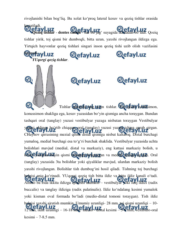  
 
rivojlanishi bilan bog‘liq. Bu xolat ko‘proq lateral kesuv va qoziq tishlar orasida 
kuzatiladi.           
Qoziq tishlar - dentes canini - har bir jag‘ suyagida ikkitadan bo‘ladi. Qoziq 
tishlar yirik, toj qismi bir dumboqli, bitta uzun, yaxshi rivojlangan ildizga ega. 
Yirtqich hayvonlar qoziq tishlari singari inson qoziq tishi uzib olish vazifasini 
bajaradi.  
YUqorgi qoziq tishlar. 
 Tishlar qatorida eng uzun tishlar. Toj qismi rombsimon, 
konussimon shakliga ega, kesuv yuzasidan bo‘yin qismiga ancha toraygan. Bundan 
tashqari oral (tanglay) yuzasi vestibulyar yuzaga nisbatan toraygan Vestibulyar 
yuzasi oldinga bo‘rtib chiqqan, oral (tanglay) yuzasi yuzasi ichiga qarab qirgan. 
CHaynov qirrasining mezial qismi distal qismiga nisbat kaltaroq. Distal burchagi 
yumaloq, medial burchagi esa to‘g‘ri burchak shaklida. Vestibulyar yuzasida uchta 
bolishlari mavjud (medial, distal va markaziy), eng kattasi markaziy bolish, u 
kesuv yuzadan buyin qismi tomonga kengaygan va medial yuzaga og‘gan. Oral 
(tanglay) yuzasida 3ta bolishlar yoki qiyaliklar mavjud, ulardan markaziy bolish 
yaxshi rivojlangan. Bolishlar tish dumbog‘ini hosil qiladi. Tishning toj burchagi 
belgisi aniq ko‘rinadi. YUqorgi qoziq tish bitta ildiz va bitta ildiz kanali o‘tadi. 
Ammo ba’zida ikkita ildizga ajralishi mumkin – vestibulyar yoki lunj ildizi (radix 
buccalis) va tanglay ildiziga (radix palatinalis). Ildiz ko‘ndalang kesimi yumalok 
yoki kisman oval formada bo‘ladi (medio-distal tomoni toraygan). Tish ildiz 
belgisi yaxshi ajratish mumkin. Umumiy uzunligi- 28 mm, toj qismi uzunligi – 10-
12 mm, ildiz uzunligi – 16-18 mm,  medio - distal kesimi – 5-6 mm, vestibulo-oral 
kesimi – 7-8,5 mm.  
