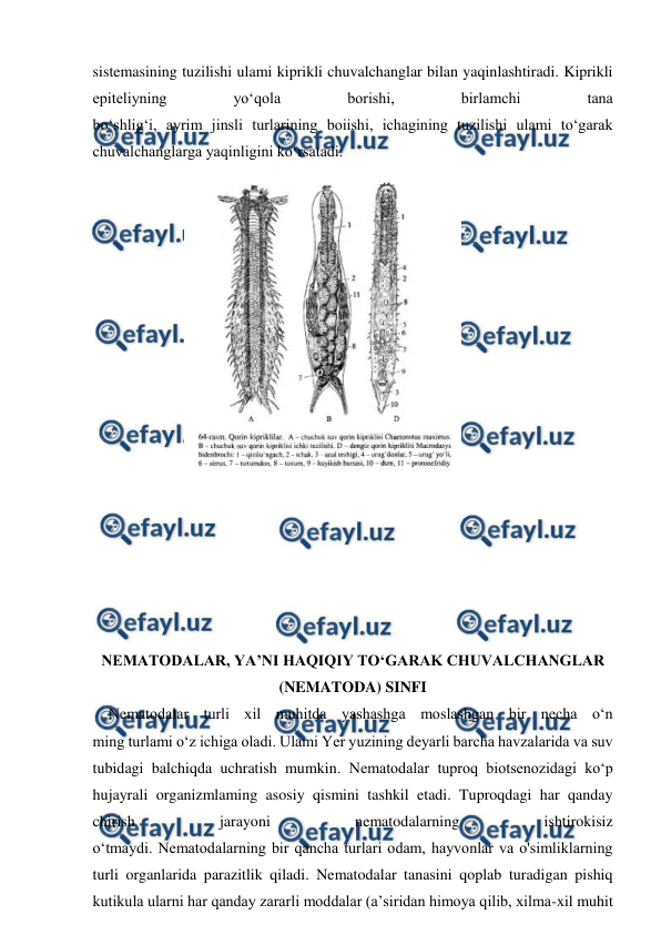  
 
sistemasining tuzilishi ulami kiprikli chuvalchanglar bilan yaqinlashtiradi. Kiprikli 
epiteliyning 
yo‘qola 
borishi, 
birlamchi 
tana 
bo‘shlig‘i, ayrim jinsli turlarining boiishi, ichagining tuzilishi ulami to‘garak 
chuvalchanglarga yaqinligini ko‘rsatadi. 
 
 
 
 
 
 
 
 
 
 
 
 
 
 
 
 
 
 
NEMATODALAR, YA’NI HAQIQIY TO‘GARAK CHUVALCHANGLAR 
(NEMATODA) SINFI 
 Nematodalar turli xil muhitda yashashga moslashgan bir necha o‘n 
ming turlami o‘z ichiga oladi. Ulami Yer yuzining deyarli barcha havzalarida va suv 
tubidagi balchiqda uchratish mumkin. Nematodalar tuproq biotsenozidagi ko‘p 
hujayrali organizmlaming asosiy qismini tashkil etadi. Tuproqdagi har qanday 
chirish 
jarayoni 
nematodalarning 
ishtirokisiz 
o‘tmaydi. Nematodalarning bir qancha turlari odam, hayvonlar va o'simliklarning 
turli organlarida parazitlik qiladi. Nematodalar tanasini qoplab turadigan pishiq 
kutikula ularni har qanday zararli moddalar (a’siridan himoya qilib, xilma-xil muhit 
