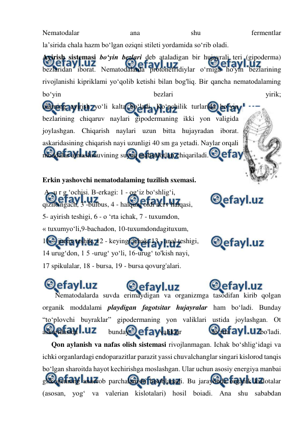  
 
Nematodalar 
ana 
shu 
fermentlar 
la’sirida chala hazm bo‘lgan oziqni stileti yordamida so‘rib oladi. 
Ayirish sistemasi bo‘yin bezlari deb ataladigan bir hujayrali teri (gipoderma) 
bezlaridan iborat. Nematodalarda protonefridiylar o‘rniga ho'yin bezlarining 
rivojlanishi kipriklami yo‘qolib ketishi bilan bog'liq. Bir qancha nematodalaming 
bo‘yin 
bezlari 
yirik; 
ularning ayirish yo‘li kalta bo‘ladi. Ko‘pchilik turlarida bo‘yin 
bezlarining chiqaruv naylari gipodermaning ikki yon valigida 
joylashgan. Chiqarish naylari uzun bitta hujayradan iborat. 
askaridasining chiqarish nayi uzunligi 40 sm ga yetadi. Naylar orqali 
moddalar almashinuvining suyuq mahsulotlari chiqariladi.  
 
Erkin yashovchi nematodalaming tuzilish sxemasi. 
 A -u r g ‘ochisi. B-erkagi: 1 - og‘iz bo‘shlig‘i, 
qizilo'ngach, 3 -bulbus, 4 - halqum oldi ncrv halqasi, 
5- ayirish teshigi, 6 - o ‘rta ichak, 7 - tuxumdon, 
« tuxumyo‘li,9-bachadon, 10-tuxumdondagituxum, 
11 -- jinsiy teshik, 12 - keyingi ichak, 13 - anal teshigi, 
14 urug‘don, 1 5 -urug‘ yo‘li, 16-urug‘ to'kish nayi, 
17 spikulalar, 18 - bursa, 19 - bursa qovurg'alari. 
 
    Nematodalarda suvda erimaydigan va organizmga tasodifan kirib qolgan 
organik moddalami playdigan fagotsitar hujayralar ham bo‘ladi. Bunday 
“to‘plovchi buyraklar” gipodermaning yon valiklari ustida joylashgan. Ot 
askaridasida 
bunday 
valiklar 
to‘rtta 
bo'ladi. 
     Qon aylanish va nafas olish sistemasi rivojlanmagan. Ichak bo‘shlig‘idagi va 
ichki organlardagi endoparazitlar parazit yassi chuvalchanglar singari kislorod tanqis 
bo‘lgan sharoitda hayot kechirishga moslashgan. Ular uchun asosiy energiya manbai 
glikogenning anaerob parchalanishi hisoblanadi. Bu jarayonda organik kislotalar 
(asosan, yog‘ va valerian kislotalari) hosil boiadi. Ana shu sababdan 
