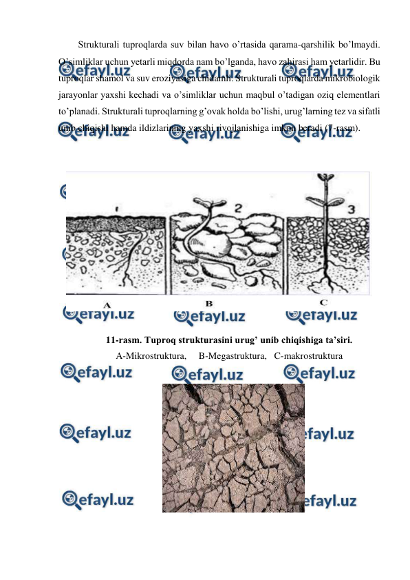  
 
Strukturali tuproqlarda suv bilan havo o’rtasida qarama-qarshilik bo’lmaydi. 
O’simliklar uchun yetarli miqdorda nam bo’lganda, havo zahirasi ham yetarlidir. Bu 
tuproqlar shamol va suv eroziyasiga chidamli. Strukturali tuproqlarda mikrobiologik 
jarayonlar yaxshi kechadi va o’simliklar uchun maqbul o’tadigan oziq elementlari 
to’planadi. Strukturali tuproqlarning g’ovak holda bo’lishi, urug’larning tez va sifatli 
unib chiqishi hamda ildizlarining yaxshi rivojlanishiga imkon beradi (7-rasm). 
 
  
 
 
11-rasm. Tuproq strukturasini urug’ unib chiqishiga ta’siri. 
A-Mikrostruktura,     B-Megastruktura,   C-makrostruktura 
 
    
 
 
