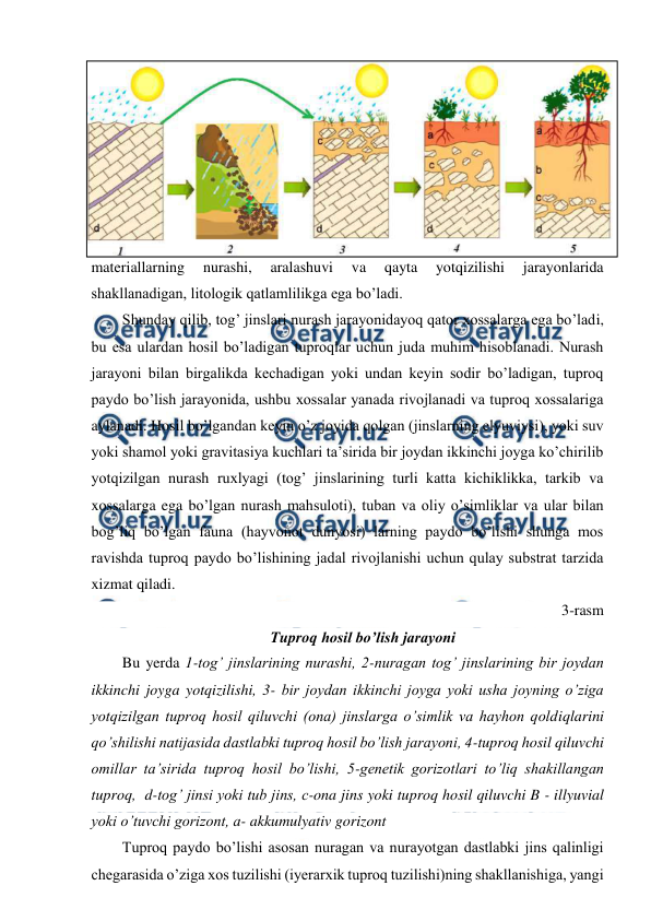  
 
materiallarning 
nurashi, 
aralashuvi 
va 
qayta 
yotqizilishi 
jarayonlarida 
shakllanadigan, litologik qatlamlilikga ega bo’ladi. 
Shunday qilib, tog’ jinslari nurash jarayonidayoq qator xossalarga ega bo’ladi, 
bu esa ulardan hosil bo’ladigan tuproqlar uchun juda muhim hisoblanadi. Nurash 
jarayoni bilan birgalikda kechadigan yoki undan keyin sodir bo’ladigan, tuproq 
paydo bo’lish jarayonida, ushbu xossalar yanada rivojlanadi va tuproq xossalariga 
aylanadi. Hosil bo’lgandan keyin o’z joyida qolgan (jinslarning elyuviysi), yoki suv 
yoki shamol yoki gravitasiya kuchlari ta’sirida bir joydan ikkinchi joyga ko’chirilib 
yotqizilgan nurash ruxlyagi (tog’ jinslarining turli katta kichiklikka, tarkib va 
xossalarga ega bo’lgan nurash mahsuloti), tuban va oliy o’simliklar va ular bilan 
bog’liq bo’lgan fauna (hayvonot dunyosi) larning paydo bo’lishi shunga mos 
ravishda tuproq paydo bo’lishining jadal rivojlanishi uchun qulay substrat tarzida 
xizmat qiladi. 
3-rasm 
Tuproq hosil bo’lish jarayoni 
Bu yerda 1-tog’ jinslarining nurashi, 2-nuragan tog’ jinslarining bir joydan 
ikkinchi joyga yotqizilishi, 3- bir joydan ikkinchi joyga yoki usha joyning o’ziga 
yotqizilgan tuproq hosil qiluvchi (ona) jinslarga o’simlik va hayhon qoldiqlarini 
qo’shilishi natijasida dastlabki tuproq hosil bo’lish jarayoni, 4-tuproq hosil qiluvchi 
omillar ta’sirida tuproq hosil bo’lishi, 5-genetik gorizotlari to’liq shakillangan 
tuproq,  d-tog’ jinsi yoki tub jins, c-ona jins yoki tuproq hosil qiluvchi B - illyuvial 
yoki o’tuvchi gorizont, a- akkumulyativ gorizont 
Tuproq paydo bo’lishi asosan nuragan va nurayotgan dastlabki jins qalinligi 
chegarasida o’ziga xos tuzilishi (iyerarxik tuproq tuzilishi)ning shakllanishiga, yangi 
