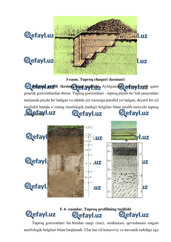  
 
 
3-rasm. Tuproq chuquri (kesmasi) 
Tuproq profili (kesimi) ning tuzilishi. Aytilganidek, tuproq profili qator 
genetik gorizontlardan iborat. Tuproq gorizontlari - tuproq paydo bo’lish jarayonlari 
natijasida paydo bo’ladigan va odatda yer yuzasiga parallel yo’nalgan, deyarli bir xil 
tuzilishli hamda o’zining morfologik (tashqi) belgilari bilan ajralib turuvchi tuproq 
qatlamlaridir. 
 
 
 
5- 6 -rasmlar. Tuproq profilining tuzilishi 
 
Tuproq gorizontlari bir-biridan rangi (tusi), strukturasi, qovushmasi singari 
morfologik belgilari bilan farqlanadi. Ular har xil kimyoviy va mexanik tarkibga ega 
