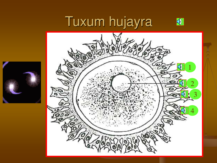 Tuxum hujayra
1
2
3
4
