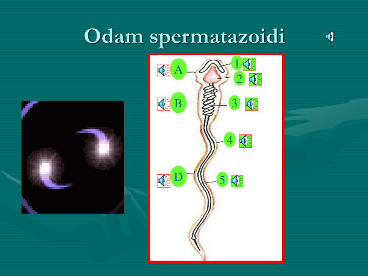 Odam spermatazoidi
A
B
D
1
2
3
4
5
