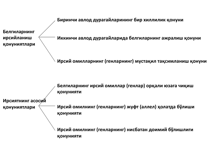 Белгиларнинг 
ирсийланиш 
қонуниятлари
Ирсиятнинг асосий 
қонуниятлари
Биринчи авлод дурагайларининг бир хиллилик қонуни
Иккинчи авлод дурагайларида белгиларнинг ажралиш қонуни
Ирсий омилларнинг (генларнинг) мустақил тақсимланиш қонуни
Белгиларнинг ирсий омиллар (генлар) орқали юзага чиқиш 
қонунияти
Ирсий омилнинг (генларнинг) жуфт (аллел) ҳолатда бўлиши 
қонунияти
Ирсий омилнинг (генларнинг) нисбатан доимий бўлишлиги 
қонунияти
