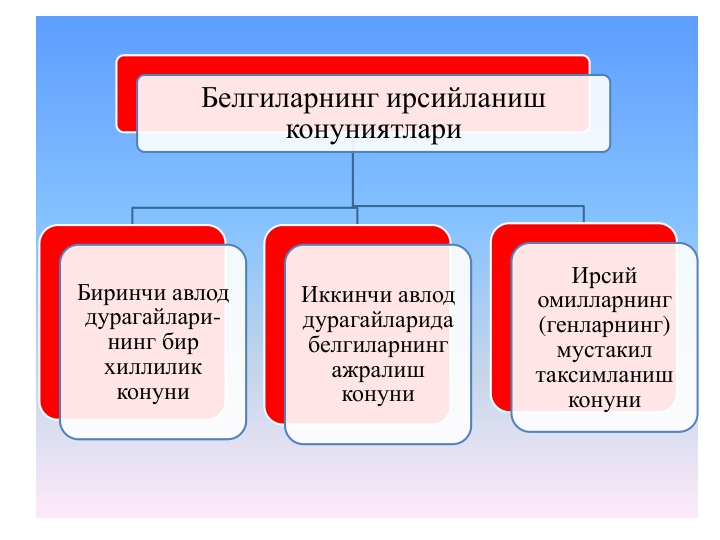 Белгиларнинг ирсийланиш
конуниятлари
Биринчи авлод
дурагайлари-
нинг бир
хиллилик
конуни
Иккинчи авлод
дурагайларида
белгиларнинг
ажралиш
конуни
Ирсий
омилларнинг
(генларнинг) 
мустакил
таксимланиш
конуни
