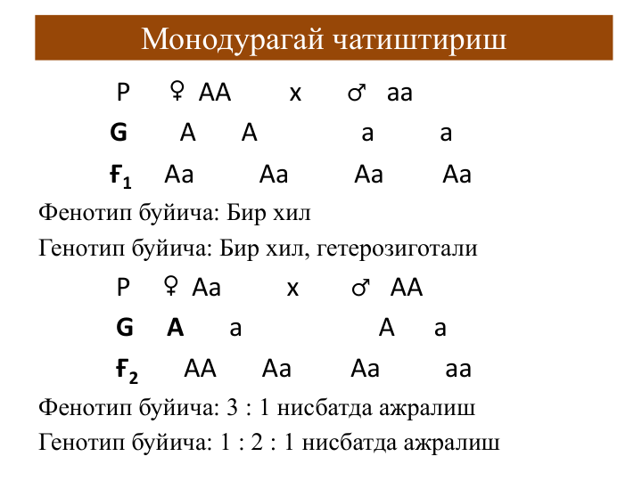 Монодурагай чатиштириш
Р      ♀АА         х       ♂аа
G
А       А                а          а 
Ғ1
Аа          Аа          Аа         Аа
Фенотип буйича: Бир хил 
Генотип буйича: Бир хил, гетерозиготали
Р     ♀Аа          х        ♂АА 
G
А       а                     А      а
Ғ2
АА       Аа         Аа          аа
Фенотип буйича: 3 : 1 нисбатда ажралиш 
Генотип буйича: 1 : 2 : 1 нисбатда ажралиш
