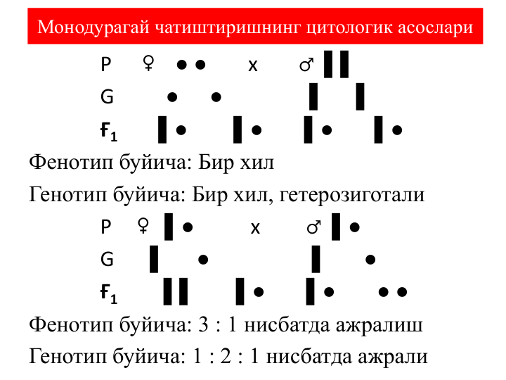 Монодурагай чатиштиришнинг цитологик асослари
Р      ♀
●●
х        ♂▌▌
G  
●
●
▌
▌
Ғ1
▌●
▌●
▌●
▌●
Фенотип буйича: Бир хил 
Генотип буйича: Бир хил, гетерозиготали
Р     ♀▌●
х         ♂▌●
G
▌
●
▌
●
Ғ1
▌▌
▌●
▌●
●●
Фенотип буйича: 3 : 1 нисбатда ажралиш 
Генотип буйича: 1 : 2 : 1 нисбатда ажрали
