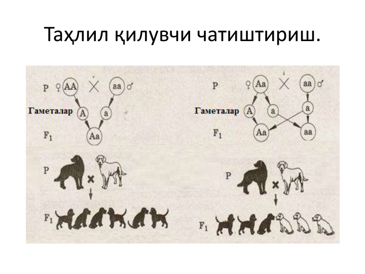 Таҳлил қилувчи чатиштириш. 
