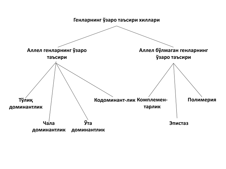 Генларнинг ўзаро таъсири хиллари
Аллел генларнинг ўзаро 
таъсири
Аллел бўлмаган генларнинг 
ўзаро таъсири
Тўлиқ 
доминантлик
Чала 
доминантлик
Ўта 
доминантлик
Кодоминант-лик Комплемен-
тарлик
Эпистаз
Полимерия
