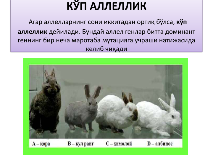 КЎП АЛЛЕЛЛИК 
Агар аллелларнинг сони иккитадан ортиқ бўлса, кўп
аллеллик дейилади. Бундай аллел генлар битта доминант 
геннинг бир неча маротаба мутацияга учраши натижасида
келиб чиқади

