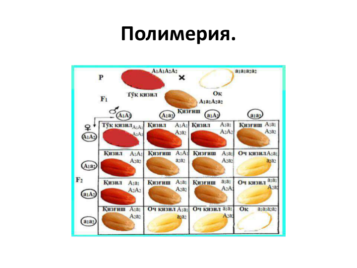 Полимерия. 
