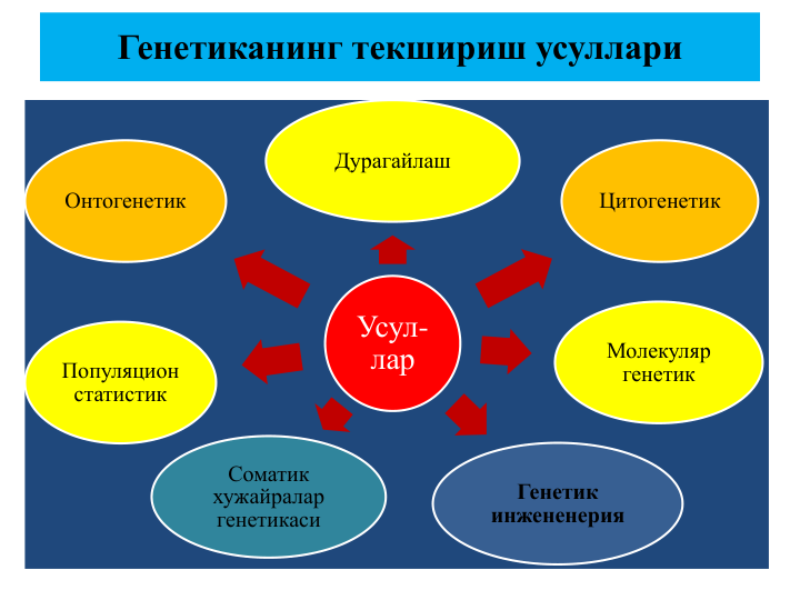 Генетиканинг текшириш усуллари
Усул-
лар
Дурагайлаш
Цитогенетик
Молекуляр
генетик
Генетик 
инжененерия
Соматик
хужайралар
генетикаси
Популяцион
статистик
Онтогенетик
