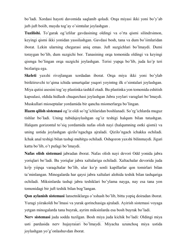  
 
bo’ladi. Xordasi hayoti davomida saqlanib qoladi. Orqa miyasi ikki yoni bo’y’ab 
juft-juft boiib, mayda tog’ay o’simtalar joylashgan . 
Tuzilishi. To’garak og’izlilar gavdasining oldingi va o’rta qismi silindrsimon, 
keyingi qismi ikki yonidan yassilashgan. Gavdasi bosh, tana va dum bo’iimlaridan 
iborat. Lekin ularning chegarasi aniq emas. Juft suzgichlari bo’lmaydi. Dumi 
toraygan bo’lib, dum suzgichi bor. Tanasining orqa tomonida oldingi va keyingi 
qismga bo’lingan orqa suzgichi joylashgan. Terisi yupqa bo’lib, juda ko’p teri 
bezlariga ega. 
Skeleti yaxshi rivojlangan xordadan iborat. Orqa miya ikki yoni bo’ylab 
biriktiruvchi to’qima ichida umurtqalar yuqori yoyintng ilk o’simtalari joylashgan. 
Miya qutisi asosini tog’ay plastinka tashkil etadi. Bu plastinka yon tomonida eshitish 
kapsulasi, oldida hidlash chuqurchasi joylashgan Jabra yoylari varaglari bo’lmaydi. 
Muskullari mioseptalar yordamida bir qancha miomerlarga bo’lingan. 
Hazm qilish sistemasi og’iz oldi so’rg’ichlaridan boshlanadi. So’rg’ichlarda muguz 
tishlar bo’Iadi. Uning tubidajoylashgan og’iz teshigi halqum bilan tutashgan. 
Halqum gorizontal to’siq yordamida nafas olish nayi (halqumning ostki qismi) va 
uning ustida joylashgan qizilo’ngachga ajraladi. Qizilo’ngach ichakka ochiladi. 
Ichak anal teshigi bilan tashqi muhitga ochiladi. Oshqozon yaxshi bilinmaydi. Jigari 
katta bo’lib, o’t pufagi bo’lmaydi. 
Nafas olish sistemasi jabradan iborat. Nafas olish nayi devori Odd yonida jabra 
yoriqlari bo’ladi. Bu yoriqlar jabra xaltalariga ochiladi. Xaltachalar devorida juda 
kolp yiipqa varaqchalar bo’lib, ular ko’p sonli kapillarlar qon tomirlari bilan 
ta’minlangan. Minogalarda har qaysi jabra xaltalari alohida teshik bilan tashqariga 
ochiladi. Miksinlarda tashqi jabra teshiklari bo’ylama nayga, nay esa tana yon 
tomonidagi bir juft teshik bilan bog’langan. 
Qon aylanish sistemasi lansetniklarga o’xshash bo’lib, bitta yopiq doiradan iborat. 
Yuragi yiirakoldi bo’lmasi va yurak qorinchasiga ajraladi. Ayirish sistemasi voyaga 
yetgan minogalarda tana buyrak, ayrim miksinlarda esa bosh buyrak bo’ladi. 
Nerv sistemasi juda sodda tuzilgan. Bosh miya juda kichik bo’ladi: Oldingi miya 
usti pardasida nerv hujayraiari bo’lmaydi. Miyacha uzunchoq miya ustida 
joylashgan yo’g’onlashuvdan iborat. 
