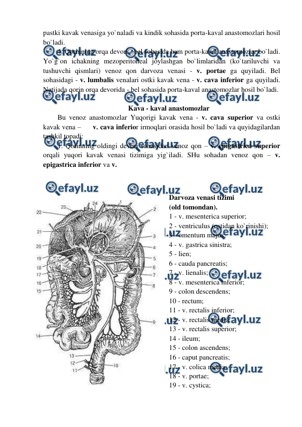  
 
pastki kavak venasiga yo`naladi va kindik sohasida porta-kaval anastomozlari hosil 
bo`ladi.  
4. Qorinning orqa devori - bel sohasida ham porta-kaval anastomozlar bo`ladi.  
Yo`g`on ichakning mezoperitoneal joylashgan bo`limlaridan (ko`tariluvchi va 
tushuvchi qismlari) venoz qon darvoza venasi - v. portae ga quyiladi. Bel 
sohasidagi - v. lumbalis venalari ostki kavak vena - v. cava inferior ga quyiladi. 
Natijada qorin orqa devorida - bel sohasida porta-kaval anastomozlar hosil bo`ladi.  
 
Kava - kaval anastomozlar 
Bu venoz anastomozlar Yuqorigi kavak vena - v. cava superior va ostki 
kavak vena –      v. cava inferior irmoqlari orasida hosil bo`ladi va quyidagilardan 
tashkil topadi:  
1. Qorinning oldingi devori sohasidan venoz qon – v. epigastrica superior 
orqali yuqori kavak venasi tizimiga yig`iladi. SHu sohadan venoz qon – v. 
epigastrica inferior va v.  
                              
 
Darvoza venasi tizimi  
(old tomondan). 
1 - v. mesenterica superior;  
2 - ventriculus (ostidan ko`rinishi);  
3 - omentum majus;  
4 - v. gastrica sinistra; 
5 - lien;  
6 - cauda pancreatis;  
7 - v. lienalis;  
8 - v. mesenterica inferior;  
9 - colon descendens;  
10 - rectum;  
11 - v. rectalis inferior;  
12 - v. rectalis media;  
13 - v. rectalis superior;  
14 - ileum;  
15 - colon ascendens;  
16 - caput pancreatis;  
17 - v. colica media;  
18 - v. portae;  
19 - v. cystica;  
