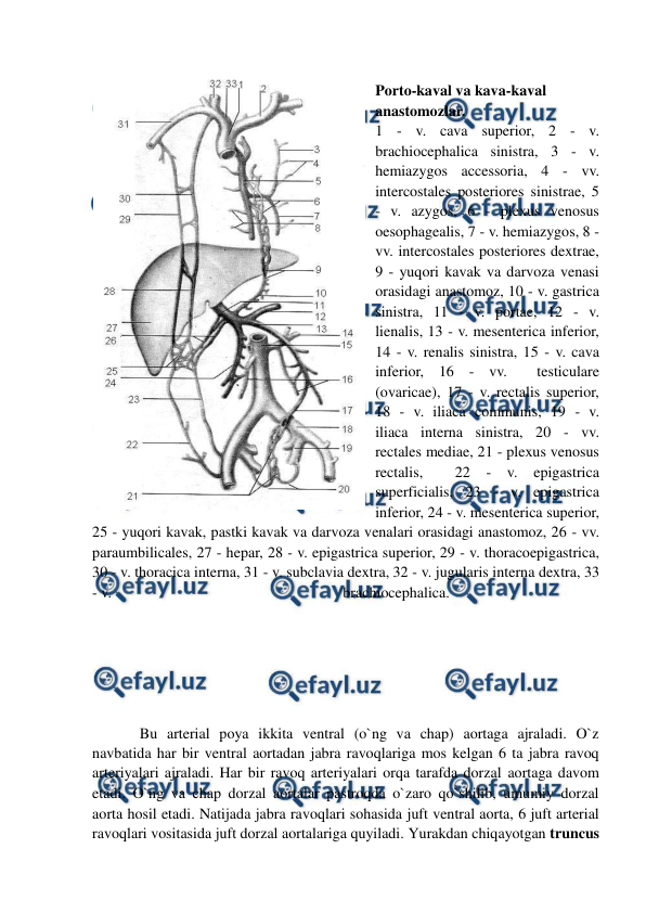  
 
 
Porto-kaval va kava-kaval 
anastomozlar.  
1 - v. cava superior, 2 - v. 
brachiocephalica sinistra, 3 - v. 
hemiazygos accessoria, 4 - vv. 
intercostales posteriores sinistrae, 5 
- v. azygos, 6 - plexus venosus 
oesophagealis, 7 - v. hemiazygos, 8 - 
vv. intercostales posteriores dextrae, 
9 - yuqori kavak va darvoza venasi 
orasidagi anastomoz, 10 - v. gastrica 
sinistra, 11 - v. portae, 12 - v. 
lienalis, 13 - v. mesenterica inferior, 
14 - v. renalis sinistra, 15 - v. cava 
inferior, 16 - vv.  testiculare 
(ovaricae), 17 - v. rectalis superior, 
18 - v. iliaca communis, 19 - v. 
iliaca interna sinistra, 20 - vv. 
rectales mediae, 21 - plexus venosus 
rectalis, 
 
22 
- v. epigastrica 
superficialis, 23 - v. epigastrica 
inferior, 24 - v. mesenterica superior, 
25 - yuqori kavak, pastki kavak va darvoza venalari orasidagi anastomoz, 26 - vv. 
paraumbilicales, 27 - hepar, 28 - v. epigastrica superior, 29 - v. thoracoepigastrica, 
30 - v. thoracica interna, 31 - v. subclavia dextra, 32 - v. jugularis interna dextra, 33 
- v.                                                             brachiocephalica.                                                    
 
 
 
 
 
 
Bu arterial poya ikkita ventral (o`ng va chap) aortaga ajraladi. O`z 
navbatida har bir ventral aortadan jabra ravoqlariga mos kelgan 6 ta jabra ravoq 
arteriyalari ajraladi. Har bir ravoq arteriyalari orqa tarafda dorzal aortaga davom 
etadi. O`ng va chap dorzal aortalar pastroqda o`zaro qo`shilib, umumiy dorzal 
aorta hosil etadi. Natijada jabra ravoqlari sohasida juft ventral aorta, 6 juft arterial 
ravoqlari vositasida juft dorzal aortalariga quyiladi. Yurakdan chiqayotgan truncus 
 
 
