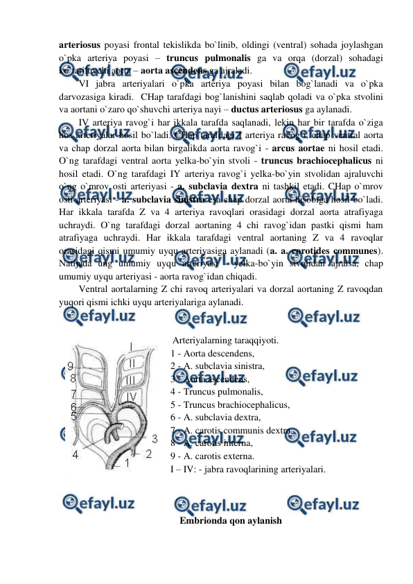  
 
arteriosus poyasi frontal tekislikda bo`linib, oldingi (ventral) sohada joylashgan 
o`pka arteriya poyasi – truncus pulmonalis ga va orqa (dorzal) sohadagi 
ko`tariluvchi aorta – aorta ascendens ga ajraladi.  
VI jabra arteriyalari o`pka arteriya poyasi bilan bog`lanadi va o`pka 
darvozasiga kiradi.  CHap tarafdagi bog`lanishini saqlab qoladi va o`pka stvolini 
va aortani o`zaro qo`shuvchi arteriya nayi – ductus arteriosus ga aylanadi.  
IV arteriya ravog`i har ikkala tarafda saqlanadi, lekin har bir tarafda o`ziga 
hos arteriyalar hosil bo`ladi. CHap tarafdagi I arteriya ravog`i, chap ventral aorta 
va chap dorzal aorta bilan birgalikda aorta ravog`i - arcus aortae ni hosil etadi. 
O`ng tarafdagi ventral aorta yelka-bo`yin stvoli - truncus brachiocephalicus ni 
hosil etadi. O`ng tarafdagi IY arteriya ravog`i yelka-bo`yin stvolidan ajraluvchi 
o`ng o`mrov osti arteriyasi - a. subclavia dextra ni tashkil etadi. CHap o`mrov 
osti arteriyasi - a. subclavia sinistra esa chap dorzal aorta hisobiga hosil bo`ladi. 
Har ikkala tarafda Z va 4 arteriya ravoqlari orasidagi dorzal aorta atrafiyaga 
uchraydi. O`ng tarafdagi dorzal aortaning 4 chi ravog`idan pastki qismi ham 
atrafiyaga uchraydi. Har ikkala tarafdagi ventral aortaning Z va 4 ravoqlar 
orasidagi qismi umumiy uyqu arteriyasiga aylanadi (a. a. corotides communes). 
Natijada ung umumiy uyqu arteriyasi - yelka-bo`yin stvolidan ajralsa, chap 
umumiy uyqu arteriyasi - aorta ravog`idan chiqadi.  
Ventral aortalarning Z chi ravoq arteriyalari va dorzal aortaning Z ravoqdan 
yuqori qismi ichki uyqu arteriyalariga aylanadi.  
 
 
 Arteriyalarning taraqqiyoti. 
1 - Aorta descendens, 
2 - A. subclavia sinistra, 
3 - Aorta ascendens, 
4 - Truncus pulmonalis,  
5 - Truncus brachiocephalicus, 
6 - A. subclavia dextra, 
7 - A. carotis communis dextra, 
8 - A. carotis interna, 
9 - A. carotis externa. 
I – IV: - jabra ravoqlarining arteriyalari. 
 
 
 
Embrionda qon aylanish 
 
