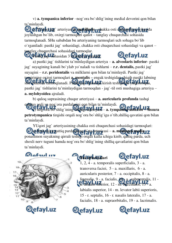  
 
v) a. tympanica inferior –nog`ora bo`shlig`ining medial devorini qon bilan 
ta’minlaydi. 
2. YUqori jag` arteriyasi a. maxillaris - chakka osti chuqurchasi sohasida 
joylashgan bo`lib, oxirgi tarmoqlari qanot – tanglay chuqurchasi sohasida 
tarmoqlanadi. SHu sababdan bu arteriyaning tarmoqlari uch sohaga bo`lib 
o`rganiladi: pastki jag` sohasidagi, chakka osti chuqurchasi sohasidagi va qanot – 
tanglay chuqurchasi sohasidagi tarmoqlar.  
Pastki jag` sohasidan 3 ta arteriya ajraladi.  
a) pastki jag` tishlarini ta’minlaydigan arteriya – a. alveolaris inferior- pastki 
jag` suyagining kanali bo`ylab yo`naladi va tishlarni – r.r. dentalis, pastki jag` 
suyagini – r.r. peridentalis va milklarni qon bilan ta’minlaydi. Pastki jag` 
tomirining oxirgi tarmoqlari a. mentalis – engak teshigidan chiqib pastki labning 
shu sohasida tarmoqlanadi. Pastki jag` kanaliga kirish teshigidan yuqoriroqda, 
pastki jag` tishlarini ta’minlaydigan tarmoqdan - jag`-til osti mushagiga arteriya – 
a. mylohyoidea ajraladi.  
b) quloq suprasining chuqur arteriyasi – a. auricularis profunda tashqi 
eshituv yuli va nog`ora pardalarini qon bilan ta’minlaydi.  
v) nog`ora bo`shlig`ining oldingi arteriyasi – a. tympanica anterior – fissura 
petrotympanica tirqishi orqali nog`ora bo`shlig`iga o`tib,shilliq qavatini qon bilan 
ta’minlaydi. 
YUqori jag` arteriyasining chakka osti chuqurchasi sohasidagi tarmoqlari:  
a) bosh miya qattiq pardasining o`rta arteriyasi – a. meningea media – 
ponasimon suyakning qirrali teshigi orqali kalla ichiga kirib, qattiq parda, uch 
shoxli nerv tuguni hamda nog`ora bo`shlig`ining shilliq qavatlarini qon bilan 
ta’minlaydi.  
 
Yuz arteriyalari 
1, 2, 4 - a. temporalis superficialis, 3 - a.  
transversa faciei,  5 - a. maxillaris,  6 - a. 
auricularis posterior, 7 - a. occipitalis, 8 - a. 
lingualis, 9 - a. facialis, 10 - a.  submentalis, 11 - 
a. labialis inferior, 12 - m. buccinator, 13 - a. 
labialis superior, 14 - m. levator labii superioris, 
15 - r. septalis, 16 - r. nasalis lateralis, 17 - a. 
facialis, 18 - a. supraorbitalis, 19 - a. lacrimalis. 
 
 
 
 
