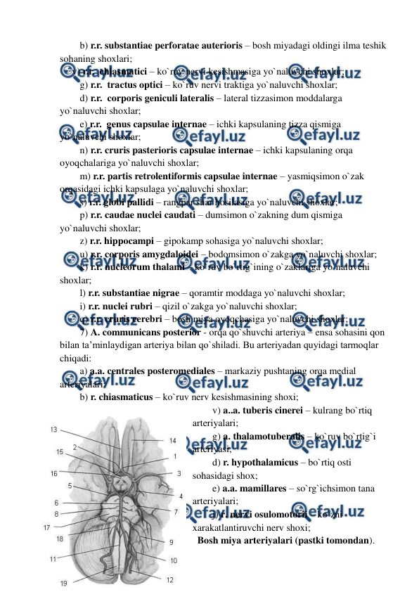  
 
b) r.r. substantiae perforatae auterioris – bosh miyadagi oldingi ilma teshik 
sohaning shoxlari; 
     v) r.r.  chiasmatici – ko`ruv nervi kesishmasiga yo`naluvchi shoxlar;  
g) r.r.  tractus optici – ko`ruv nervi traktiga yo`naluvchi shoxlar; 
d) r.r.  corporis geniculi lateralis – lateral tizzasimon moddalarga 
yo`naluvchi shoxlar;  
e) r.r.  genus capsulae internae – ichki kapsulaning tizza qismiga 
yo`naluvchi shoxlar; 
n) r.r. cruris pasterioris capsulae internae – ichki kapsulaning orqa 
oyoqchalariga yo`naluvchi shoxlar; 
m) r.r. partis retrolentiformis capsulae internae – yasmiqsimon o`zak 
orqasidagi ichki kapsulaga yo`naluvchi shoxlar;  
s) r.r. globi pallidi – rangpar shar hosilasiga yo`naluvchi shoxlar;   
p) r.r. caudae nuclei caudati – dumsimon o`zakning dum qismiga 
yo`naluvchi shoxlar; 
z) r.r. hippocampi – gipokamp sohasiga yo`naluvchi shoxlar; 
u) r.r. corporis amygdaloidei – bodomsimon o`zakga yo`naluvchi shoxlar; 
k) r.r. nucleorum thalami – ko`ruv bo`rtig`ining o`zaklariga yo`naluvchi 
shoxlar;  
l) r.r. substantiae nigrae – qoramtir moddaga yo`naluvchi shoxlar; 
i) r.r. nuclei rubri – qizil o`zakga yo`naluvchi shoxlar; 
q) r.r. cruris cerebri – bosh miya oyoqchasiga yo`naluvchi shoxlar; 
7) A. communicans posterior - orqa qo`shuvchi arteriya – ensa sohasini qon 
bilan ta’minlaydigan arteriya bilan qo`shiladi. Bu arteriyadan quyidagi tarmoqlar 
chiqadi: 
a) a.a. centrales posteromediales – markaziy pushtaning orqa medial 
arteriyalari; 
b) r. chiasmaticus – ko`ruv nerv kesishmasining shoxi; 
v) a..a. tuberis cinerei – kulrang bo`rtiq 
arteriyalari; 
g) a. thalamotuberalis – ko`ruv bo`rtig`i 
arteriyasi; 
d) r. hypothalamicus – bo`rtiq osti 
sohasidagi shox; 
e) a.a. mamillares – so`rg`ichsimon tana 
arteriyalari; 
j) r. nervi osulomotorii – ko`zni 
xarakatlantiruvchi nerv shoxi; 
  Bosh miya arteriyalari (pastki tomondan).  
