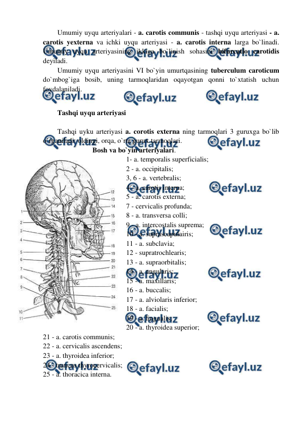  
 
Umumiy uyqu arteriyalari - a. carotis communis - tashqi uyqu arteriyasi - a. 
carotis yexterna va ichki uyqu arteriyasi - a. carotis interna larga bo`linadi. 
Umumiy uyqu arteriyasining ikkiga bo`linish sohasini bifurcatio carotidis 
deyiladi.  
Umumiy uyqu arteriyasini VI bo`yin umurtqasining tuberculum caroticum 
do`mbog`iga bosib, uning tarmoqlaridan oqayotgan qonni to`xtatish uchun 
foydalaniladi. 
 
Tashqi uyqu arteriyasi 
 
Tashqi uyku arteriyasi a. corotis externa ning tarmoqlari 3 guruxga bo`lib 
o`rganiladi: oldingi, orqa, o`rta gurux tarmoqlari.  
                            Bosh va bo`yin arteriyalari.   
1- a. temporalis superficialis;  
2 - a. occipitalis;  
3, 6 - a. vertebralis;  
4 - a. carotis interna;  
5 - a. carotis externa;  
7 - cervicalis profunda;  
8 - a. transversa colli;  
9 - a. intercostalis suprema;  
10 - a. suprascapulairis;  
11 - a. subclavia;  
12 - supratrochlearis;  
13 - a. supraorbitalis;  
14 - a. angularis;  
15 - a. maxillaris;  
16 - a. buccalis;  
17 - a. alviolaris inferior;  
18 - a. facialis;  
19 - a. lingualis;  
20 - a. thyroidea superior;  
21 - a. carotis communis;  
22 - a. cervicalis ascendens;  
23 - a. thyroidea inferior;  
24 - truncus thyrocervicalis;  
25 - a. thoracica interna.       
 
